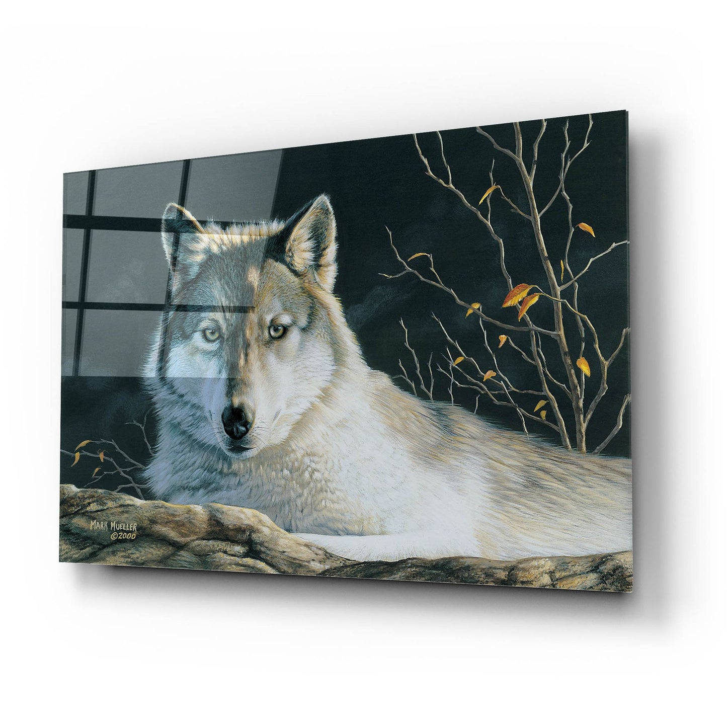 Epic Art 'Watchful Eyes - Gray Wolf' by Mark Mueller Wildlife Art, Acrylic Glass Wall Art,24x16