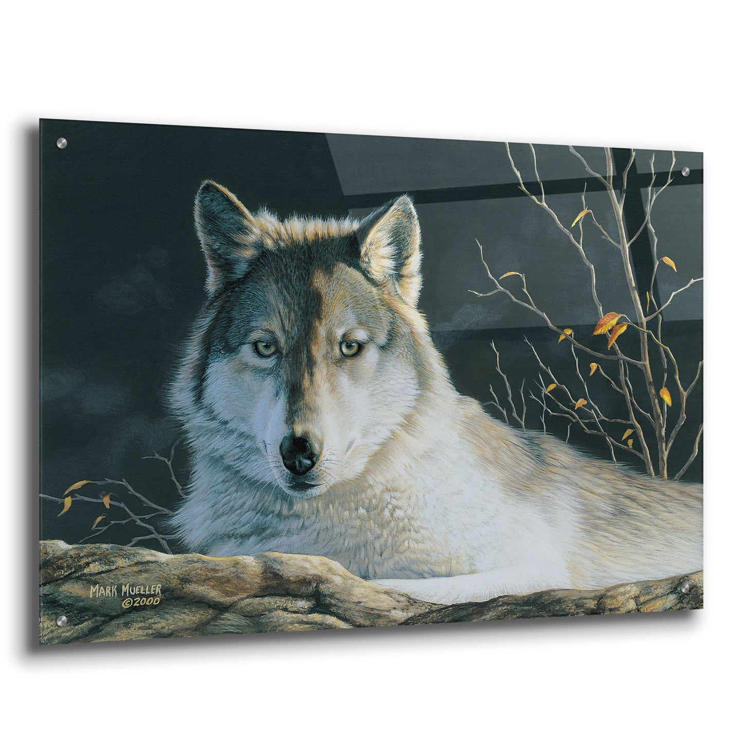 Epic Art 'Watchful Eyes - Gray Wolf' by Mark Mueller Wildlife Art, Acrylic Glass Wall Art,36x24