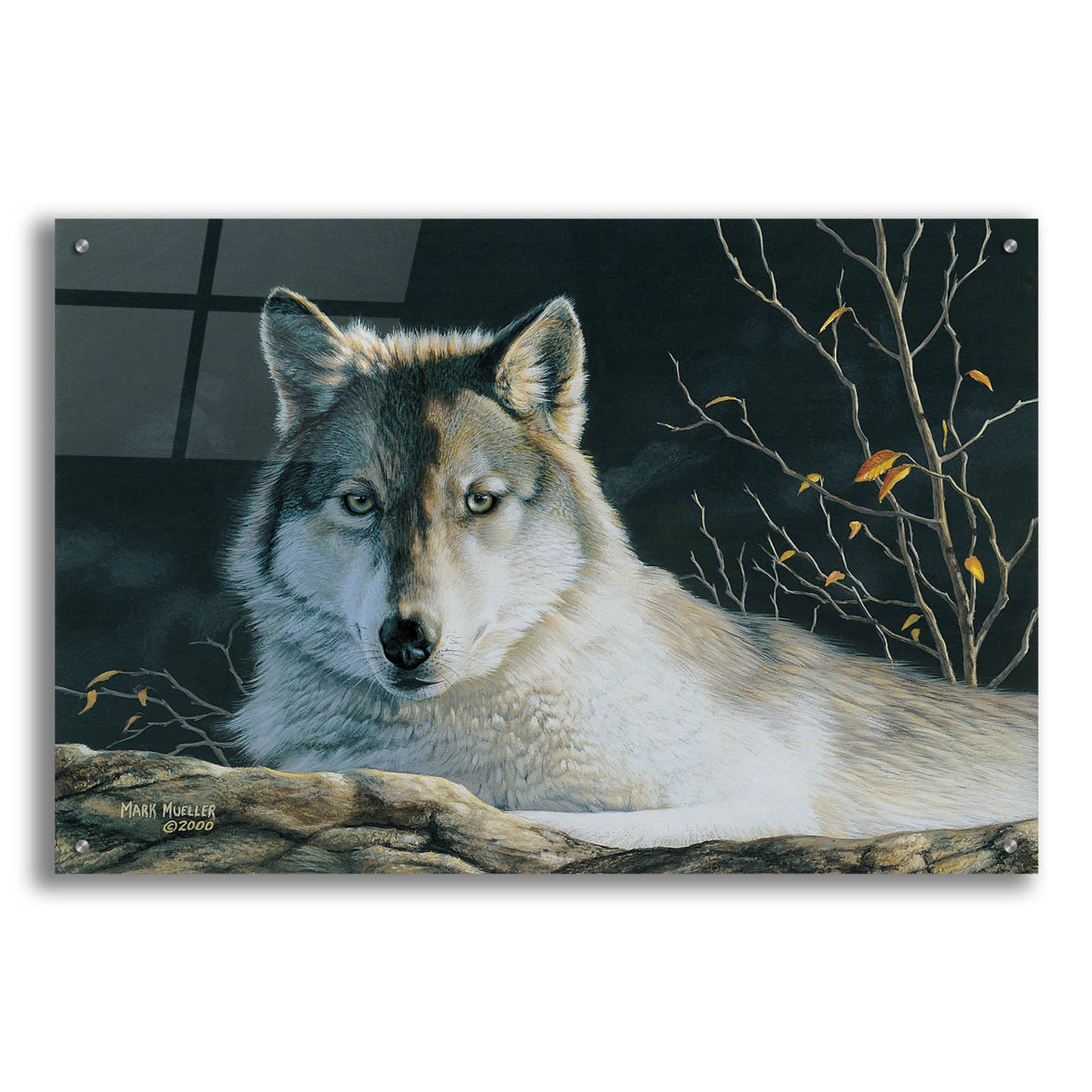 Epic Art 'Watchful Eyes - Gray Wolf' by Mark Mueller Wildlife Art, Acrylic Glass Wall Art,36x24