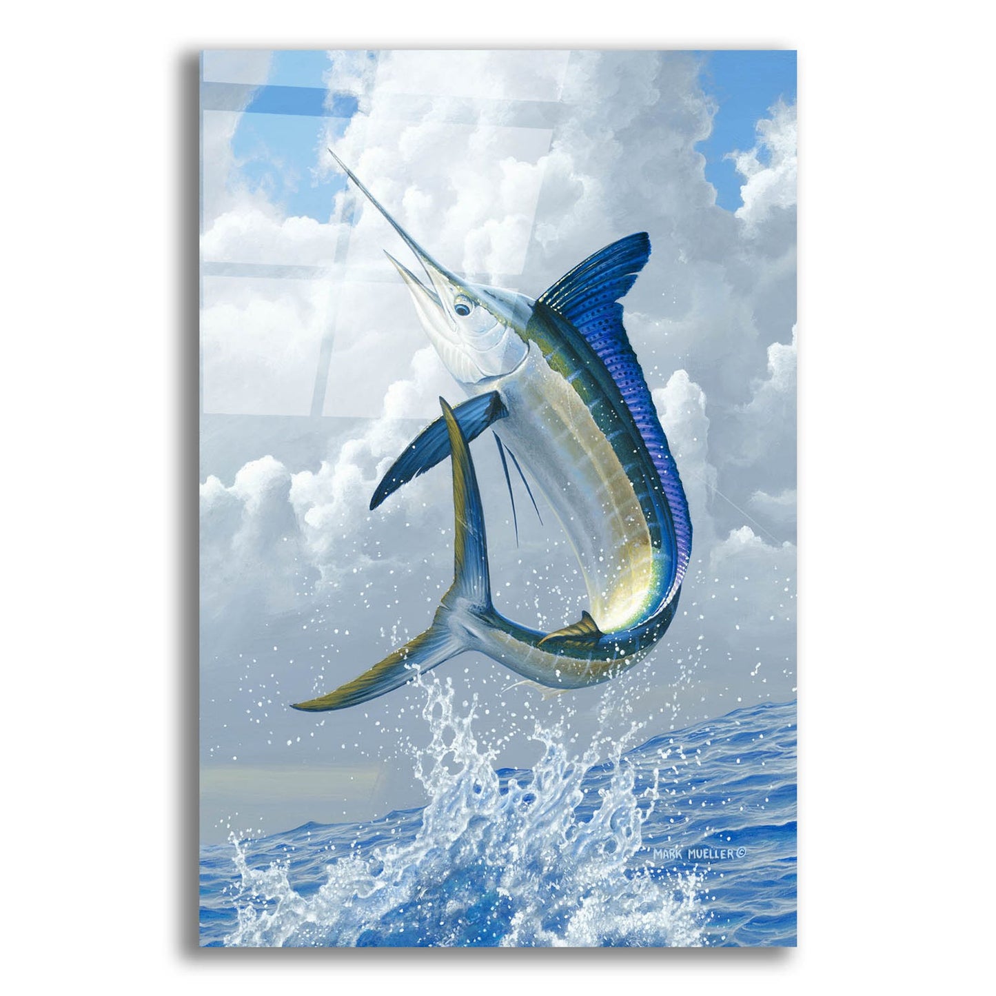 Epic Art 'White Marlin' by Mark Mueller Wildlife Art, Acrylic Glass Wall Art,12x16