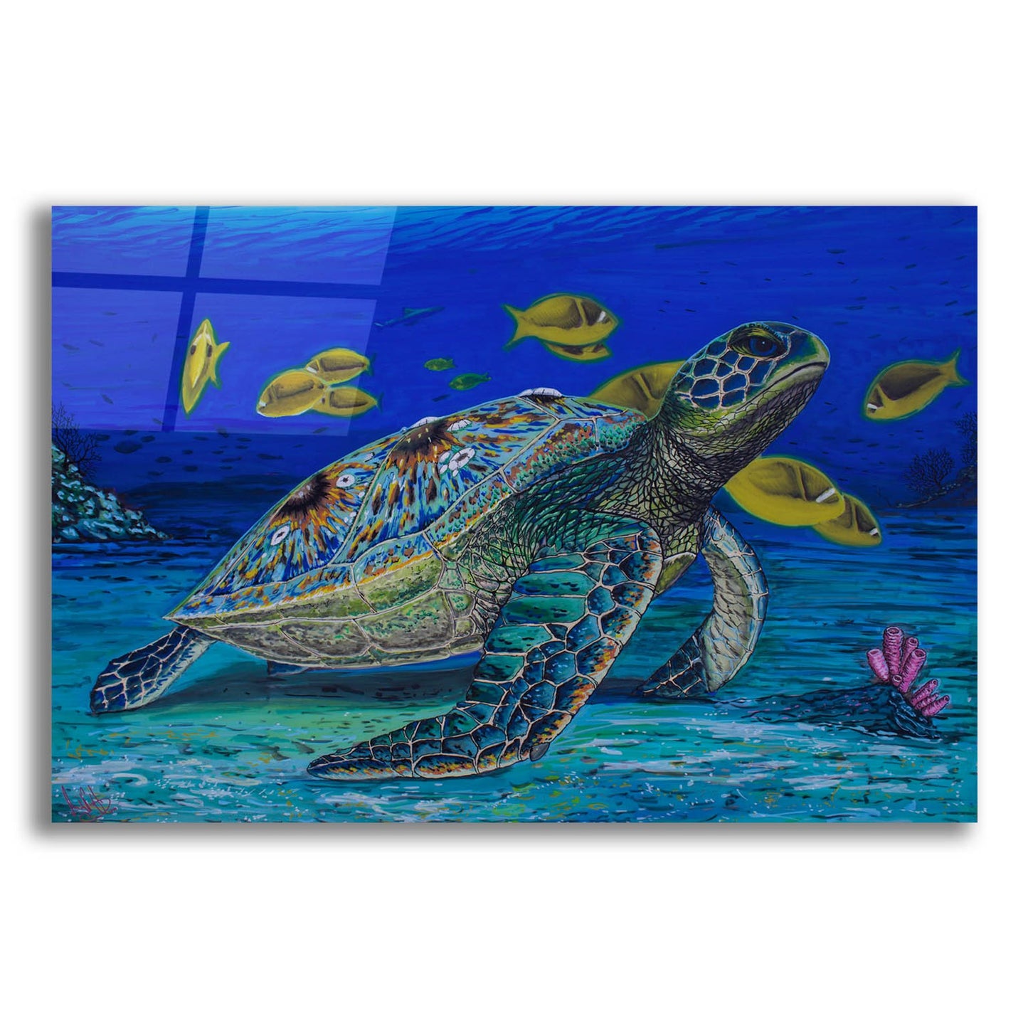 Epic Art 'Turtle Tale' by Martin Nasim, Acrylic Glass Wall Art,16x12