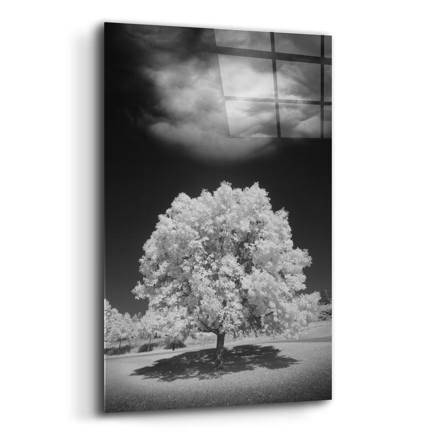 Epic Art 'Lone Tree & Cloud, Green Bay, Wisconsin 12' by Monte Nagler, Acrylic Glass Wall Art,12x16