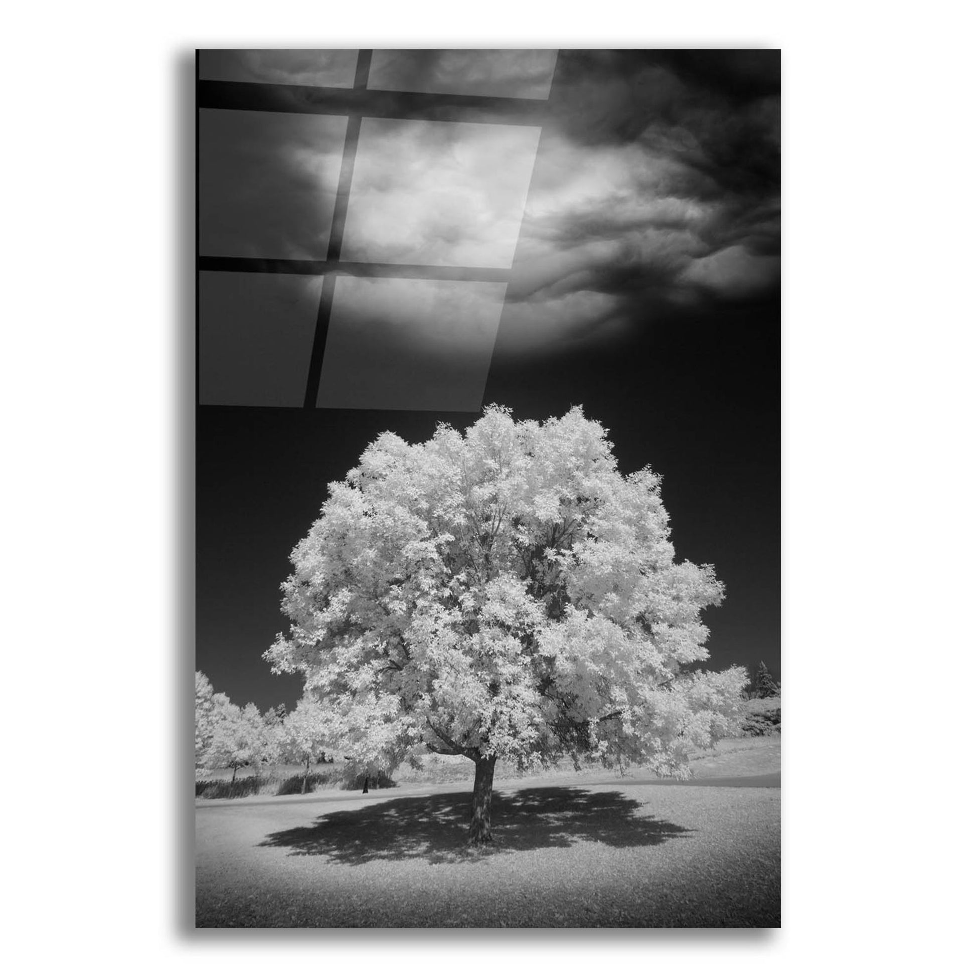 Epic Art 'Lone Tree & Cloud, Green Bay, Wisconsin 12' by Monte Nagler, Acrylic Glass Wall Art,12x16