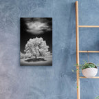 Epic Art 'Lone Tree & Cloud, Green Bay, Wisconsin 12' by Monte Nagler, Acrylic Glass Wall Art,16x24