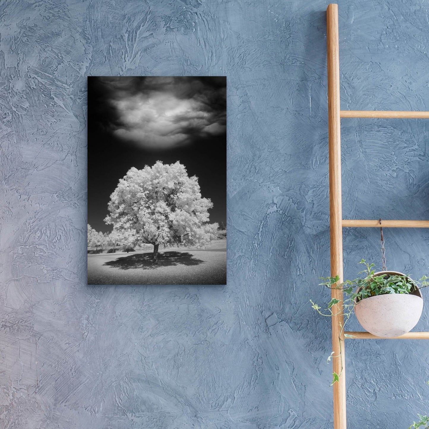 Epic Art 'Lone Tree & Cloud, Green Bay, Wisconsin 12' by Monte Nagler, Acrylic Glass Wall Art,16x24