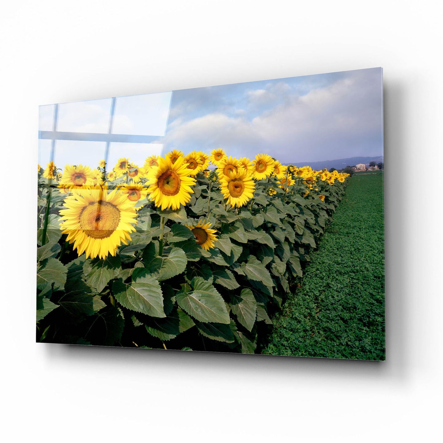 Epic Art 'Sunflowers Sentinels, Rome, Italy 87' by Monte Nagler, Acrylic Glass Wall Art,16x12