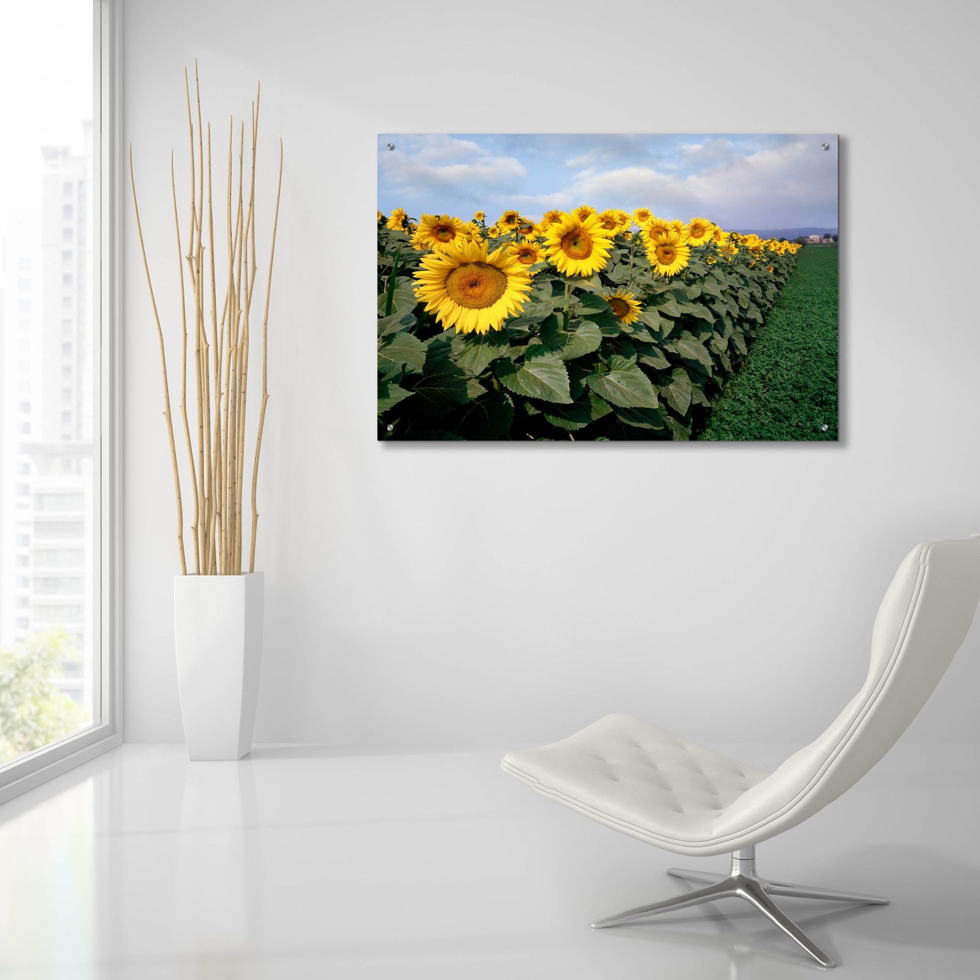 Epic Art 'Sunflowers Sentinels, Rome, Italy 87' by Monte Nagler, Acrylic Glass Wall Art,36x24