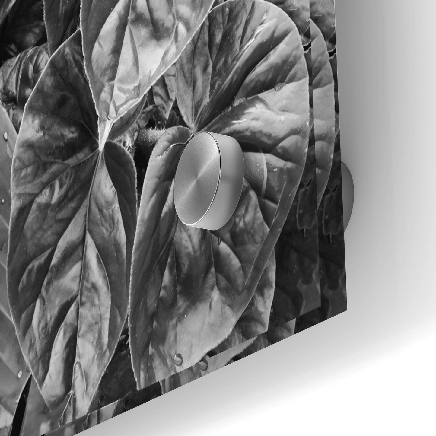 Epic Art 'Leaf Montage' by Monte Nagler, Acrylic Glass Wall Art,36x12