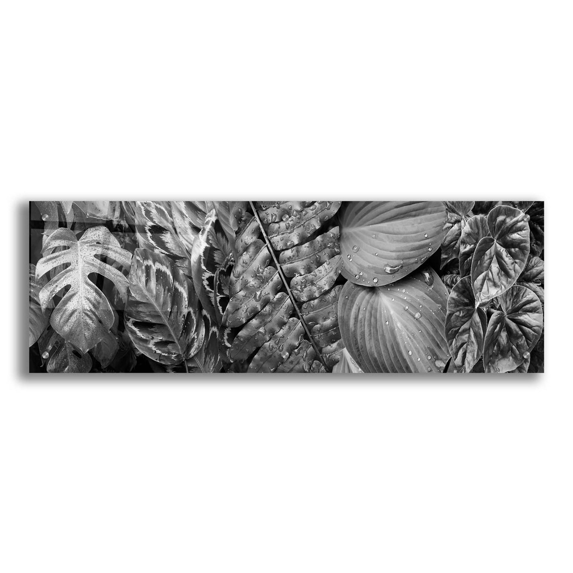 Epic Art 'Leaf Montage' by Monte Nagler, Acrylic Glass Wall Art,36x12