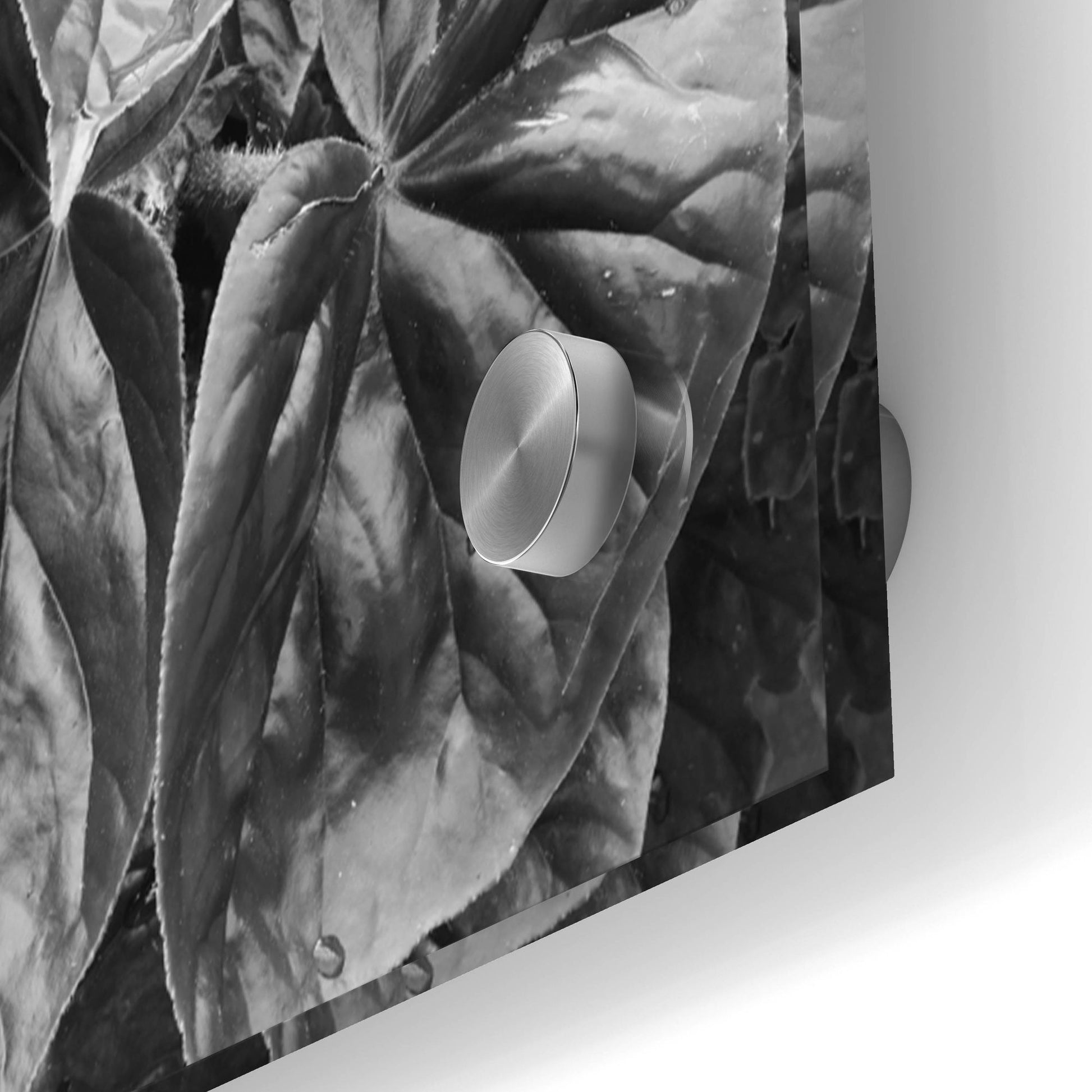 Epic Art 'Leaf Montage' by Monte Nagler, Acrylic Glass Wall Art,48x16