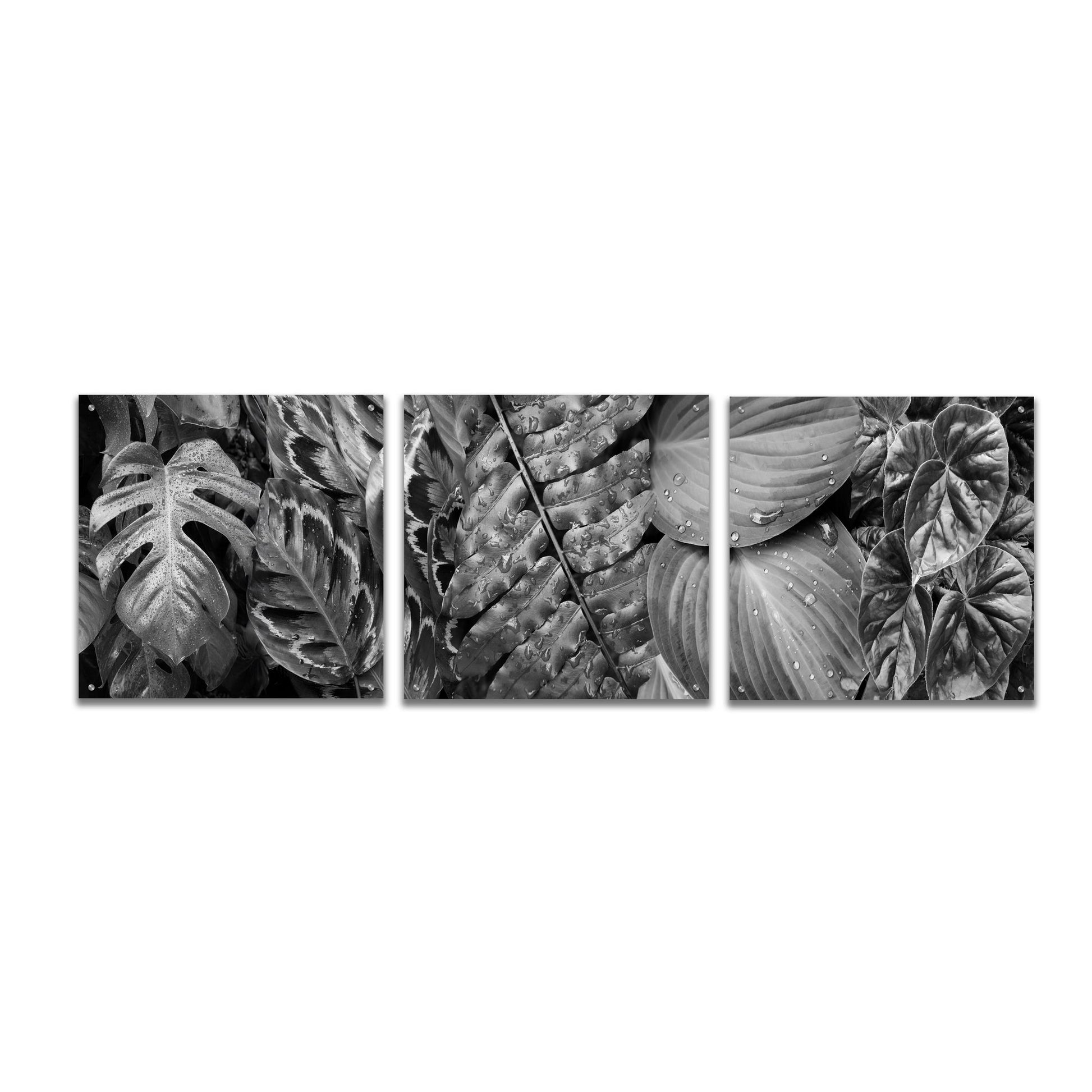 Epic Art 'Leaf Montage' by Monte Nagler, Acrylic Glass Wall Art, 3 Piece Set