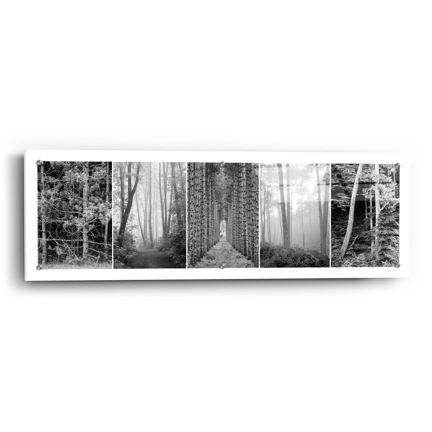 Epic Art 'Tree Montage 1' by Monte Nagler, Acrylic Glass Wall Art,36x12