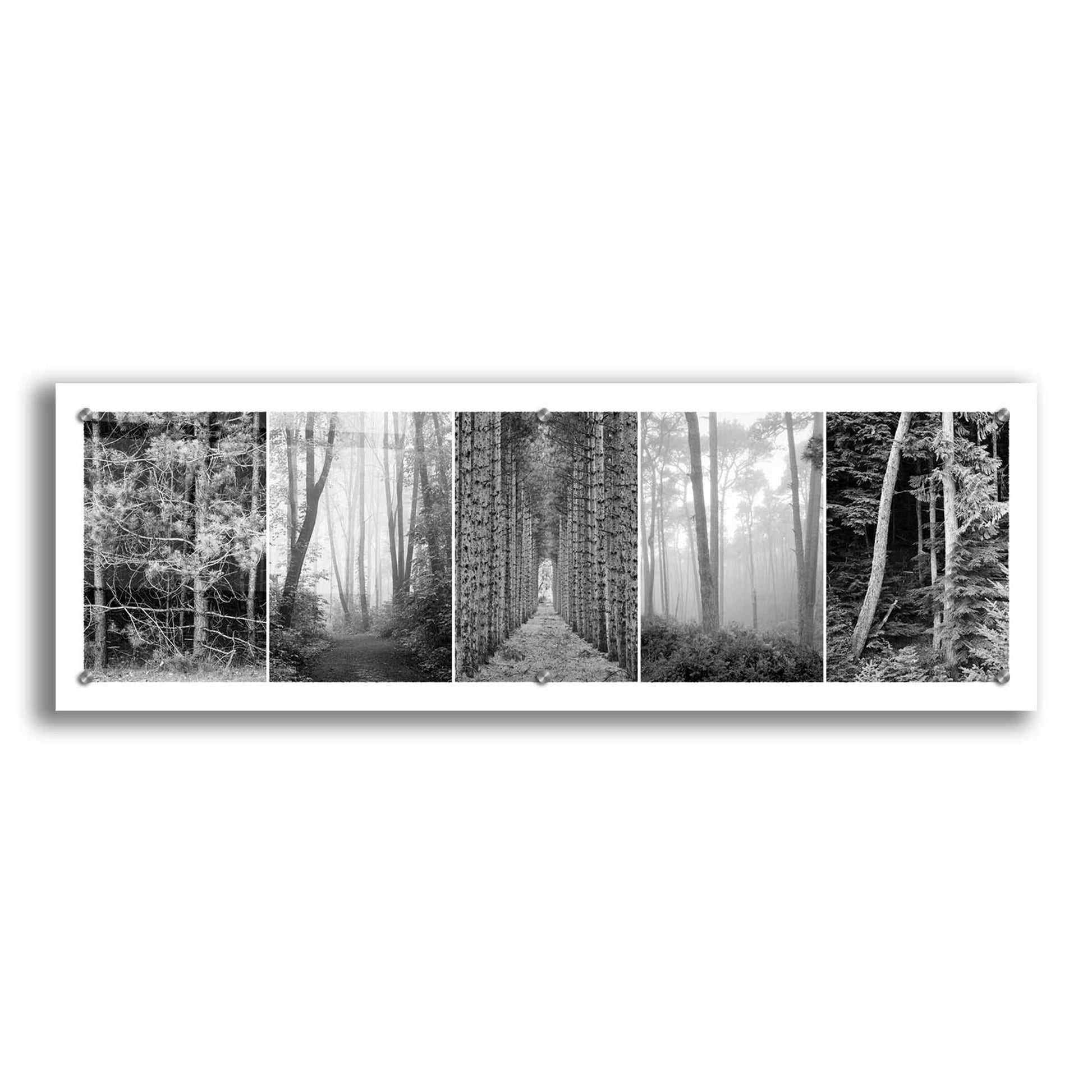 Epic Art 'Tree Montage 1' by Monte Nagler, Acrylic Glass Wall Art,36x12