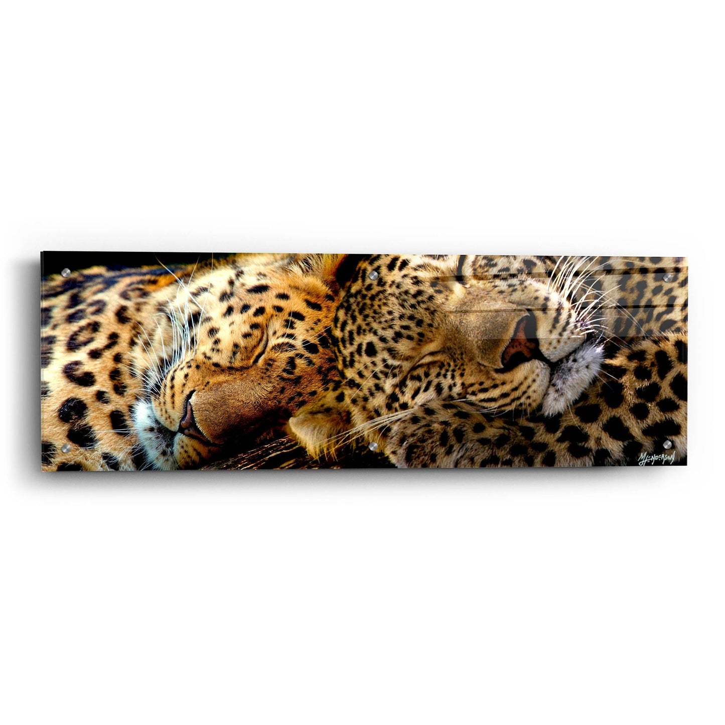 Epic Art 'Two Sleepers Cheetahs' by Murray Henderson Fine Art, Acrylic Glass Wall Art,36x12