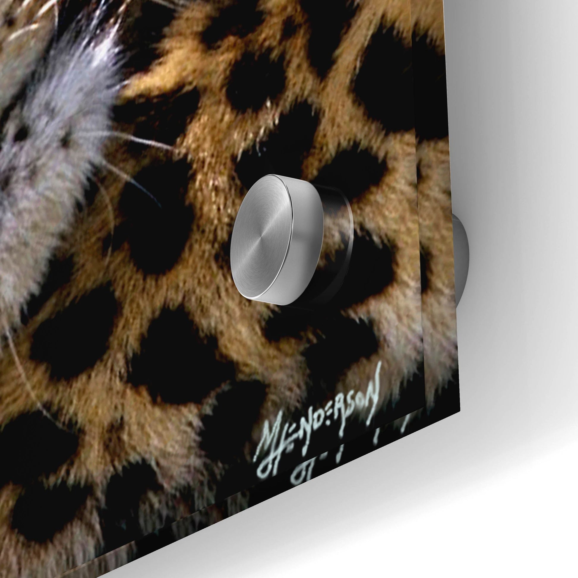 Epic Art 'Two Sleepers Cheetahs' by Murray Henderson Fine Art, Acrylic Glass Wall Art,36x12