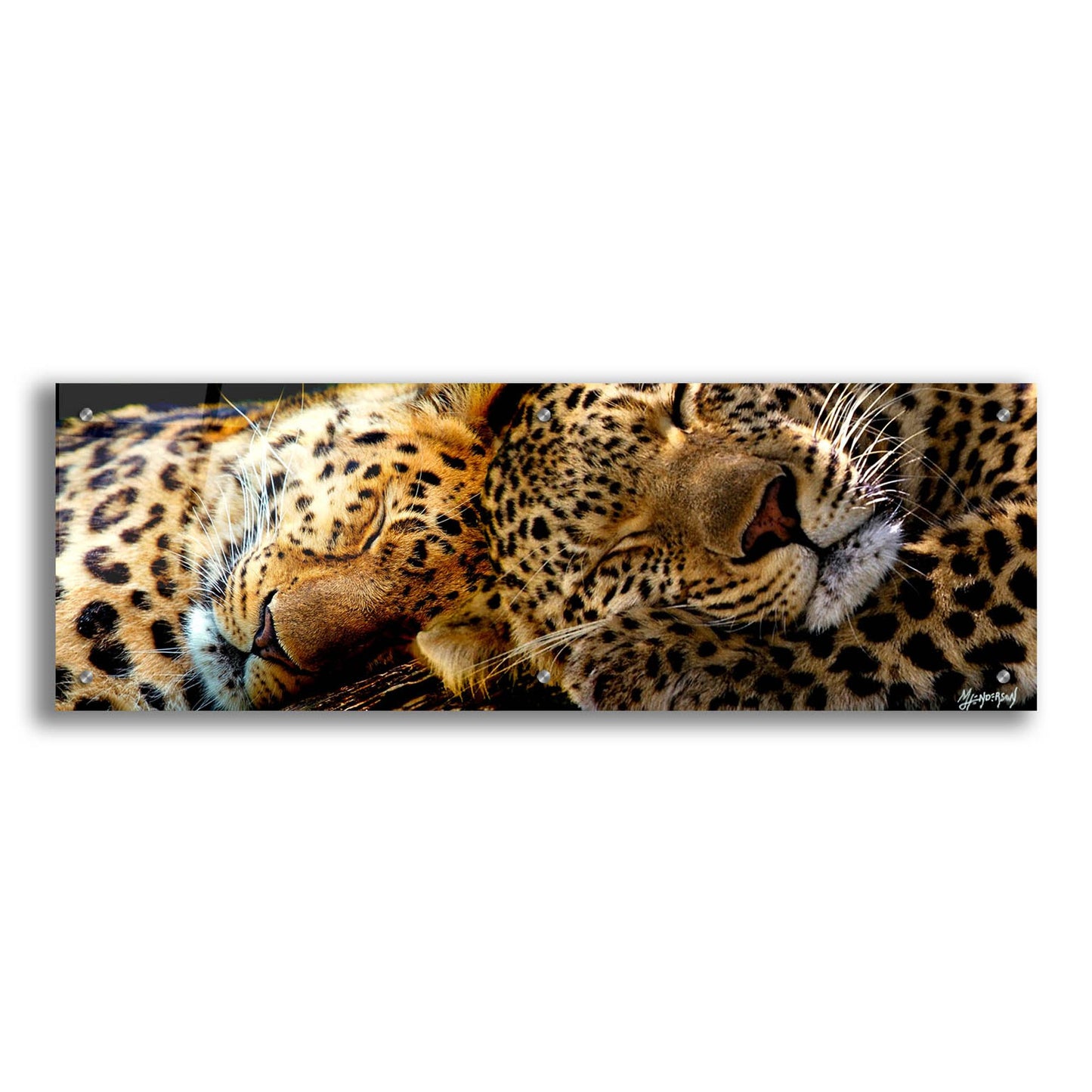 Epic Art 'Two Sleepers Cheetahs' by Murray Henderson Fine Art, Acrylic Glass Wall Art,36x12