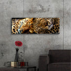 Epic Art 'Two Sleepers Cheetahs' by Murray Henderson Fine Art, Acrylic Glass Wall Art,48x16