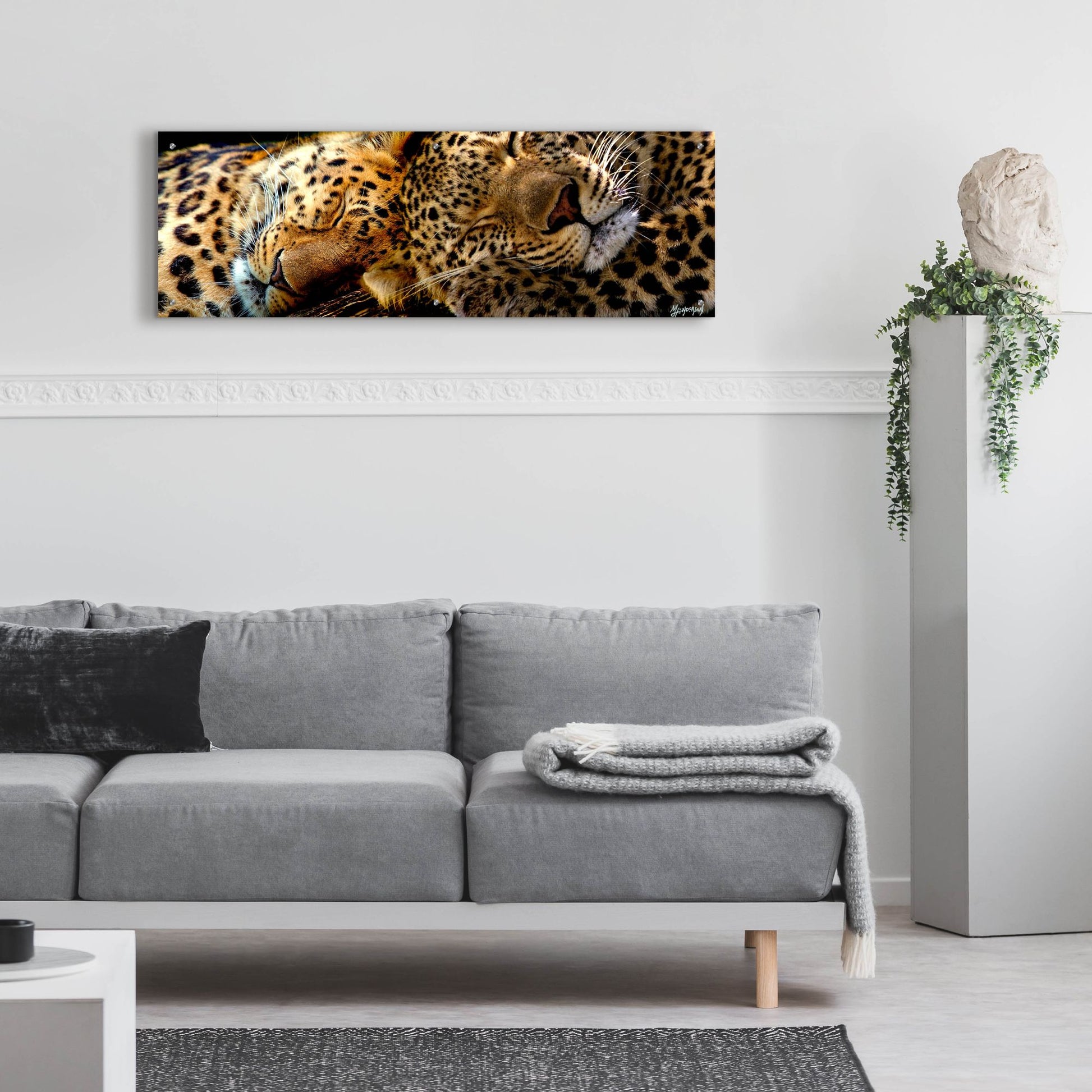 Epic Art 'Two Sleepers Cheetahs' by Murray Henderson Fine Art, Acrylic Glass Wall Art,48x16