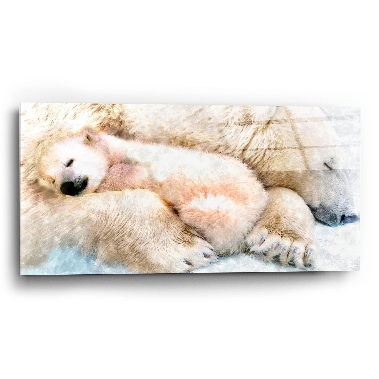 Epic Art 'Sleepy Polar' by Murray Henderson Fine Art, Acrylic Glass Wall Art,24x12