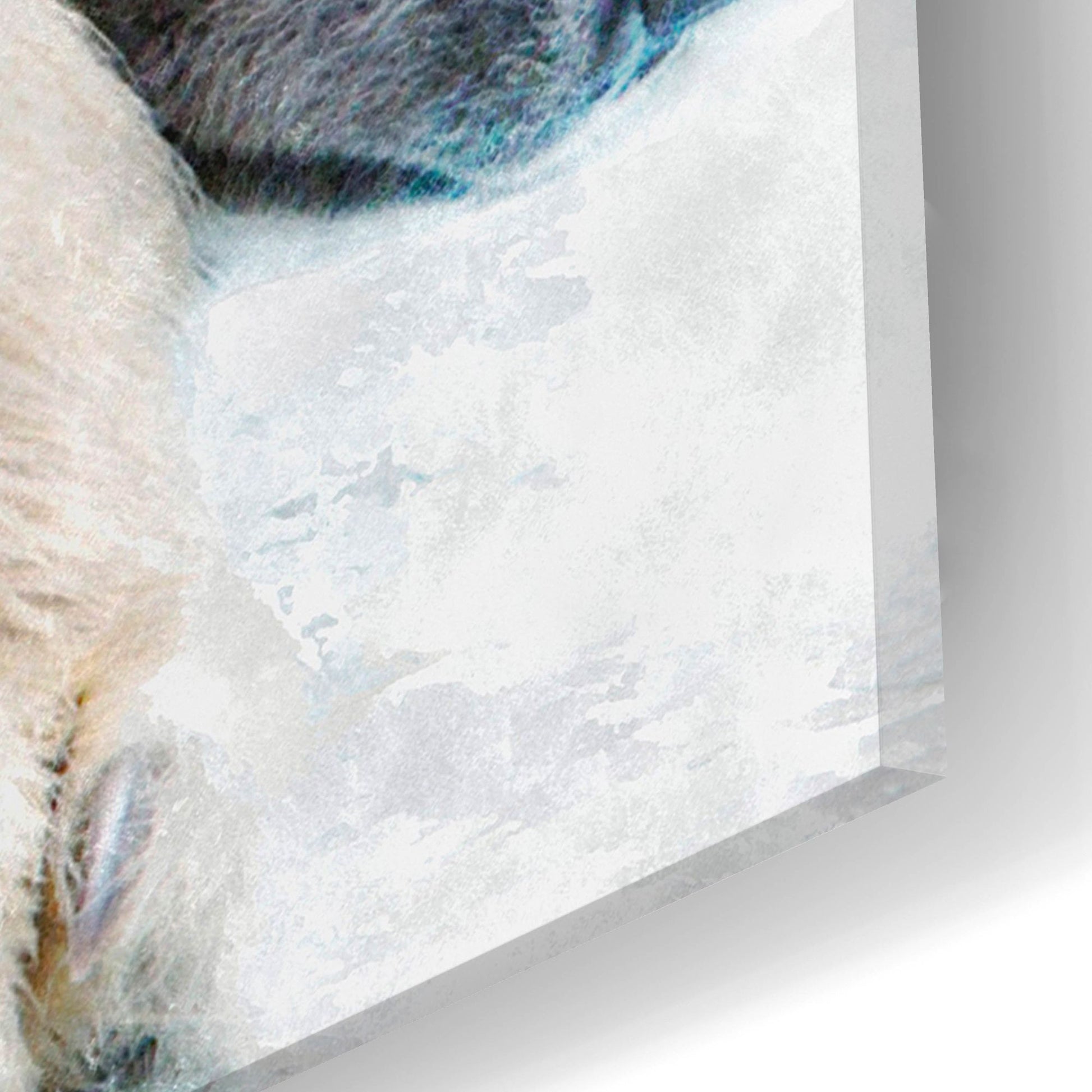 Epic Art 'Sleepy Polar' by Murray Henderson Fine Art, Acrylic Glass Wall Art,24x12