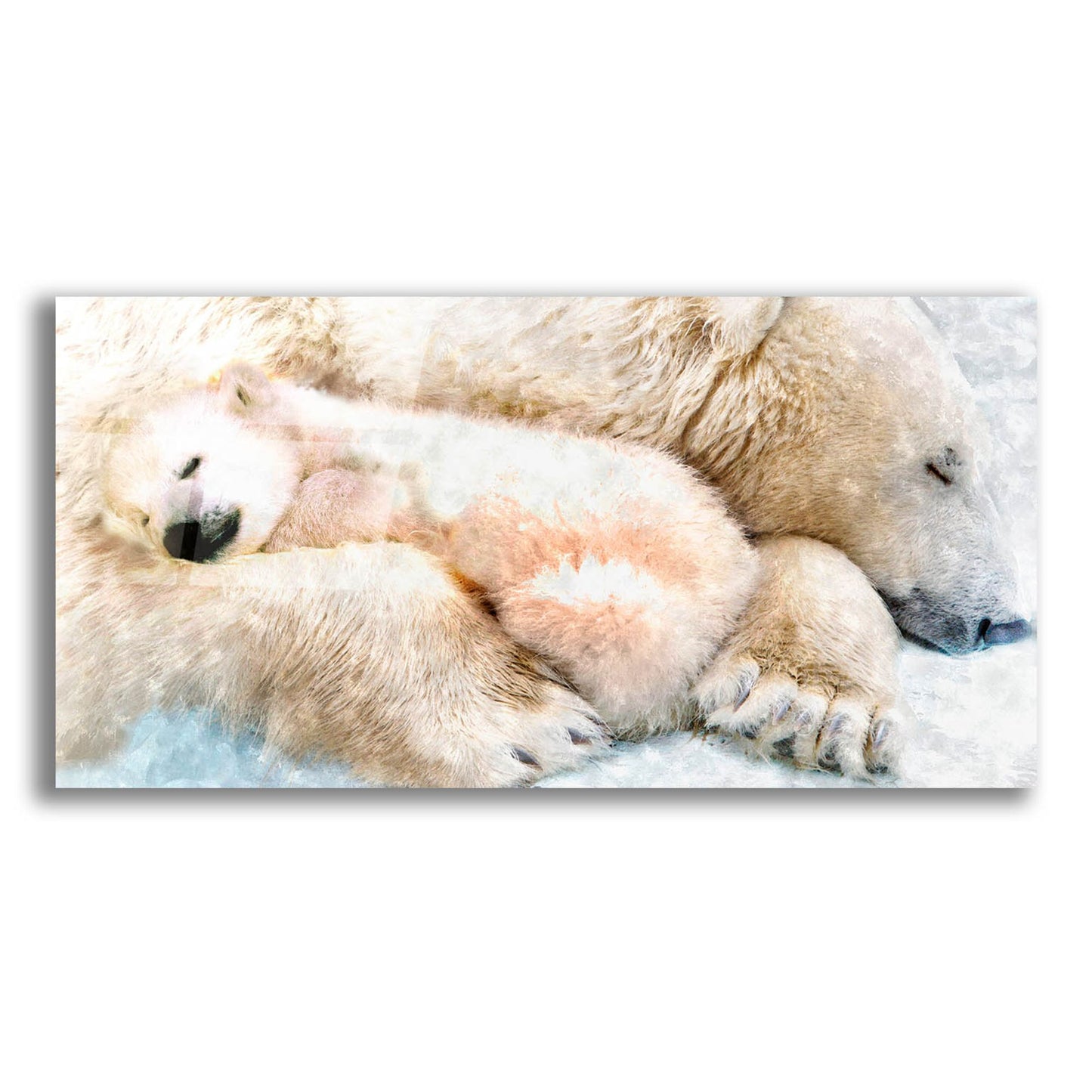 Epic Art 'Sleepy Polar' by Murray Henderson Fine Art, Acrylic Glass Wall Art,24x12