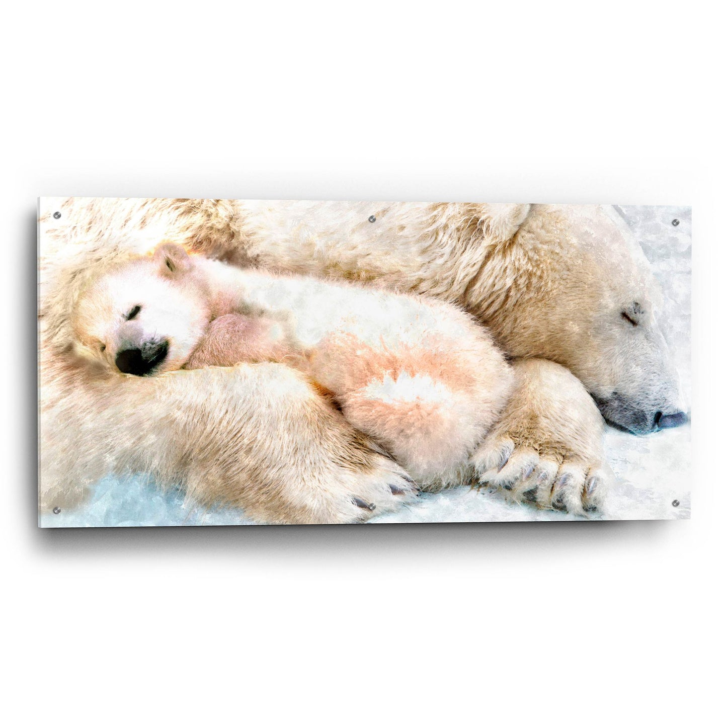 Epic Art 'Sleepy Polar' by Murray Henderson Fine Art, Acrylic Glass Wall Art,48x24