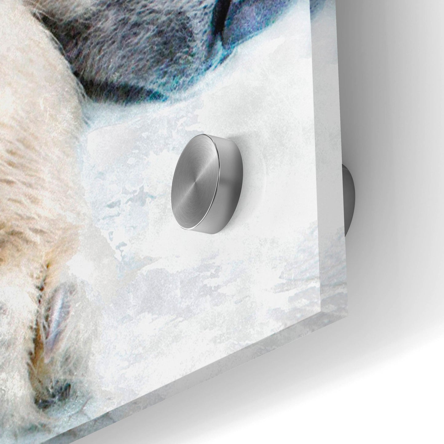 Epic Art 'Sleepy Polar' by Murray Henderson Fine Art, Acrylic Glass Wall Art,48x24