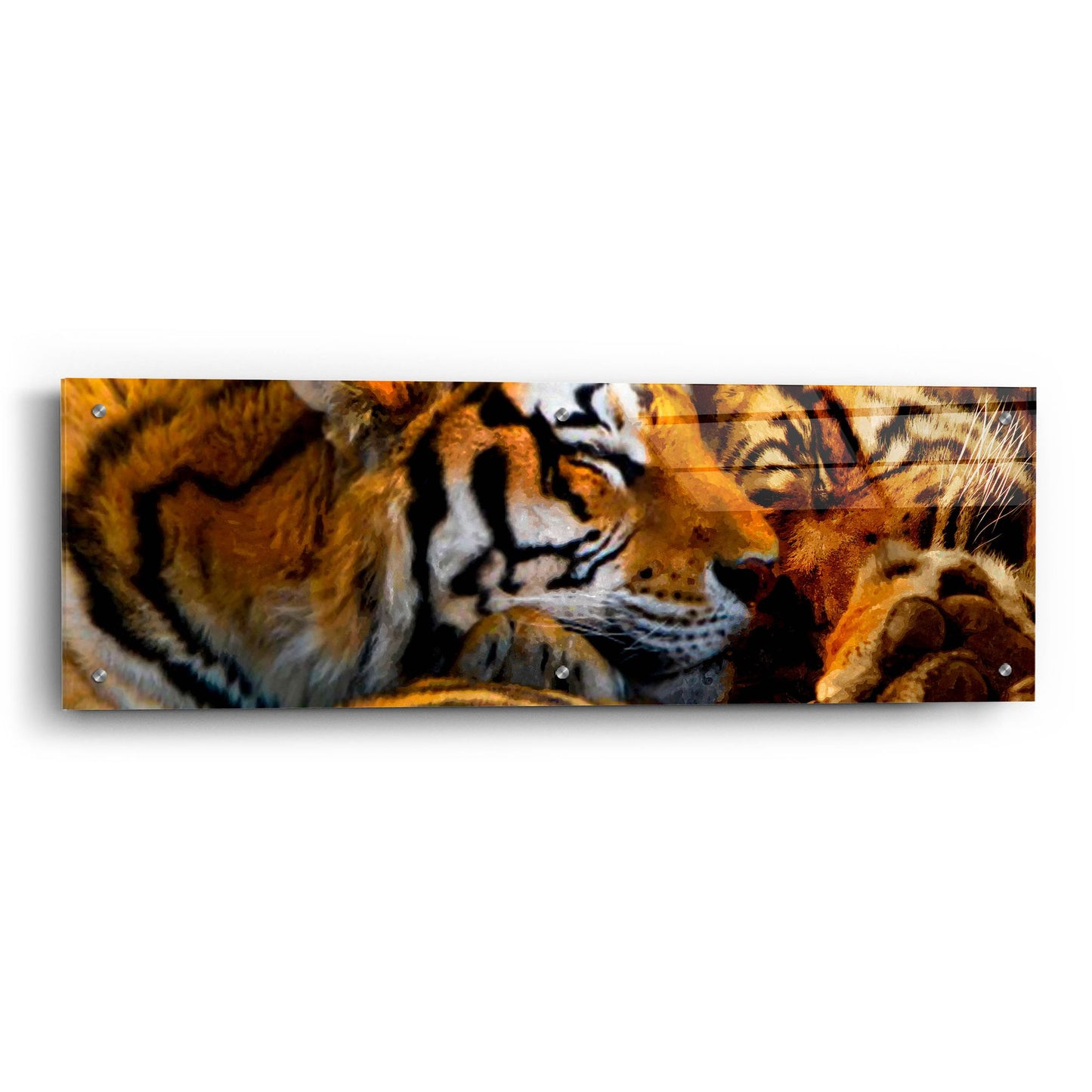 Epic Art 'Tigers Sleep' by Murray Henderson Fine Art, Acrylic Glass Wall Art,36x12