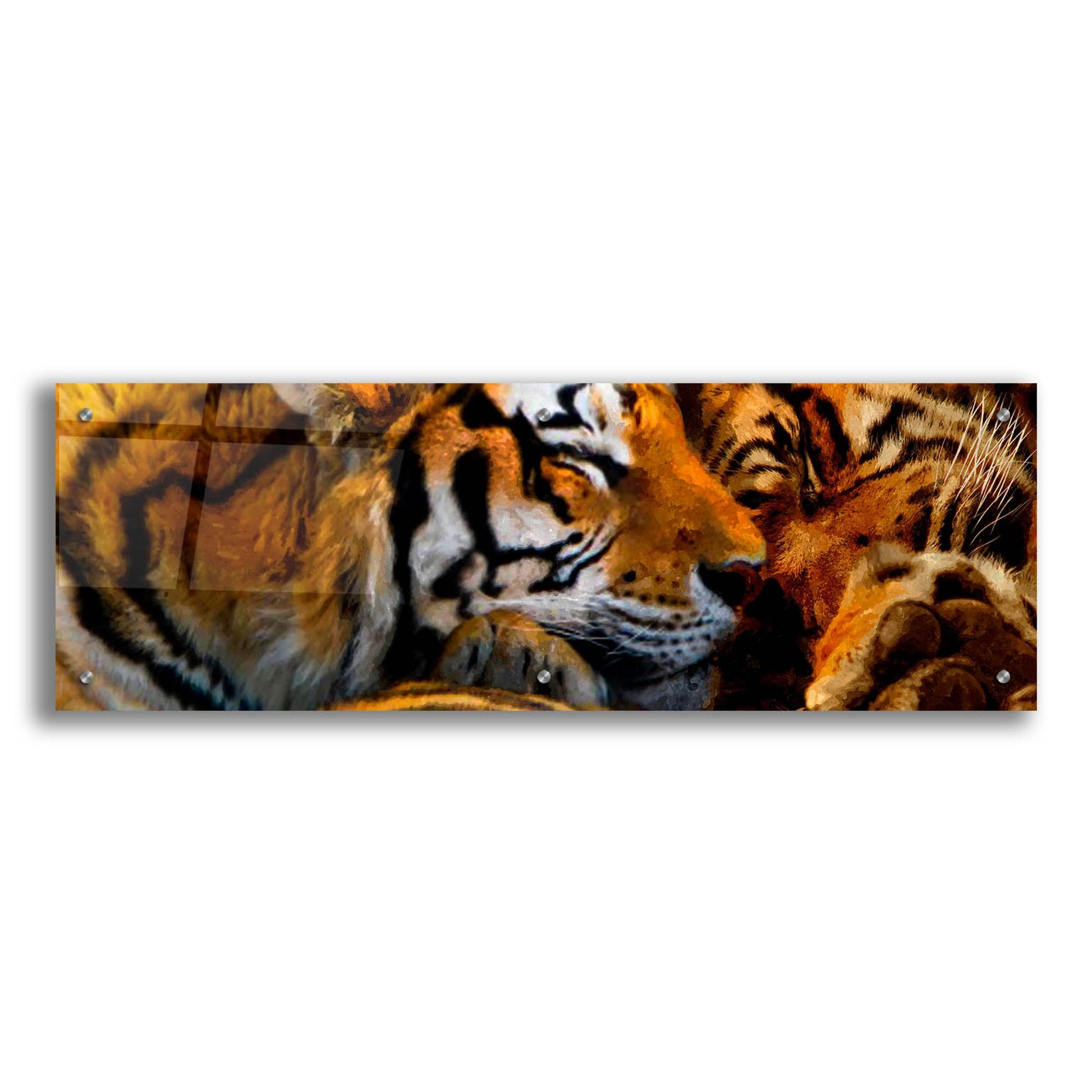 Epic Art 'Tigers Sleep' by Murray Henderson Fine Art, Acrylic Glass Wall Art,36x12