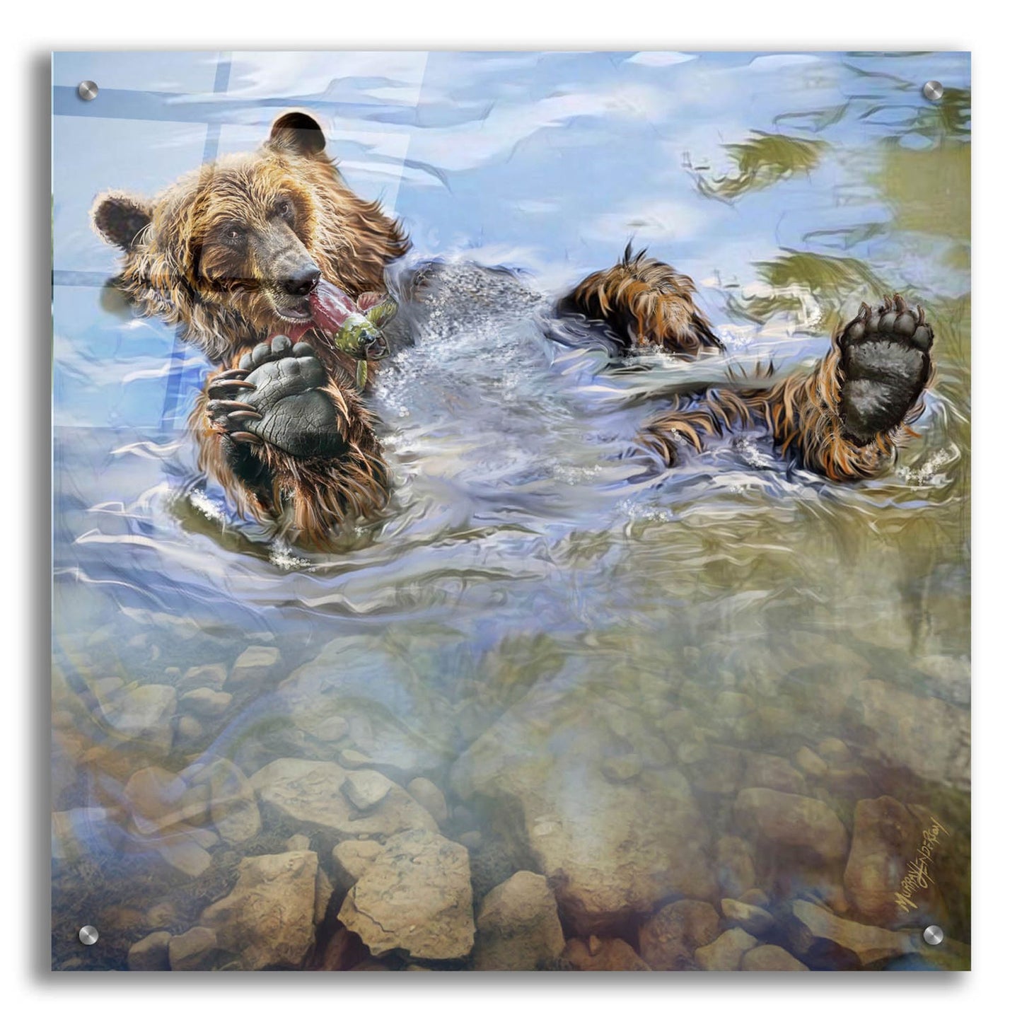 Epic Art 'Bear Bath' by Murray Henderson Fine Art, Acrylic Glass Wall Art,24x24