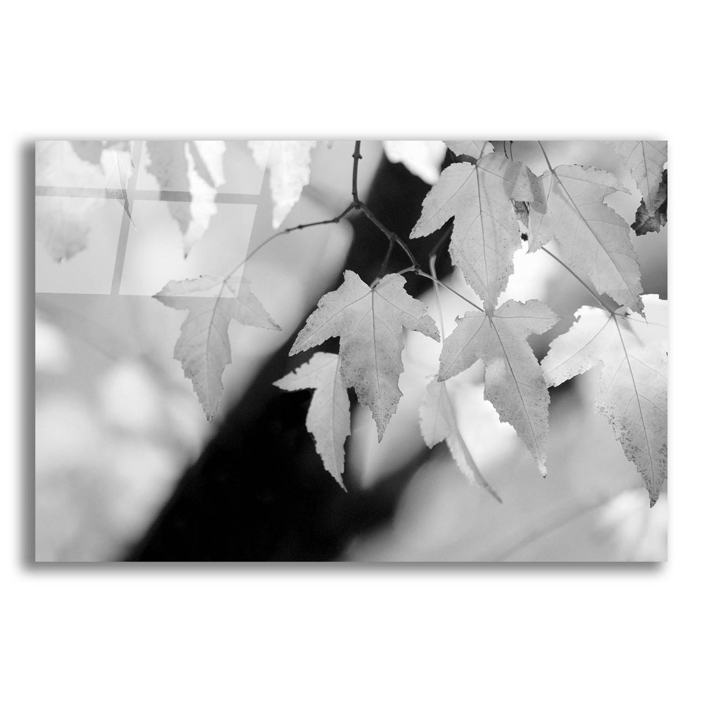 Epic Art 'Leaves and Light' by Nicholas Bell Photography, Acrylic Glass Wall Art,16x12