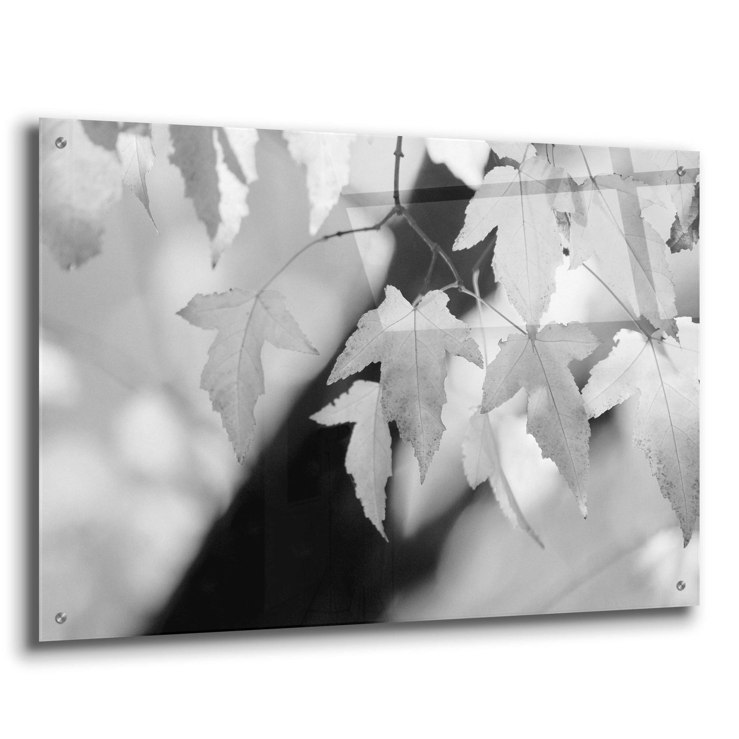 Epic Art 'Leaves and Light' by Nicholas Bell Photography, Acrylic Glass Wall Art,36x24