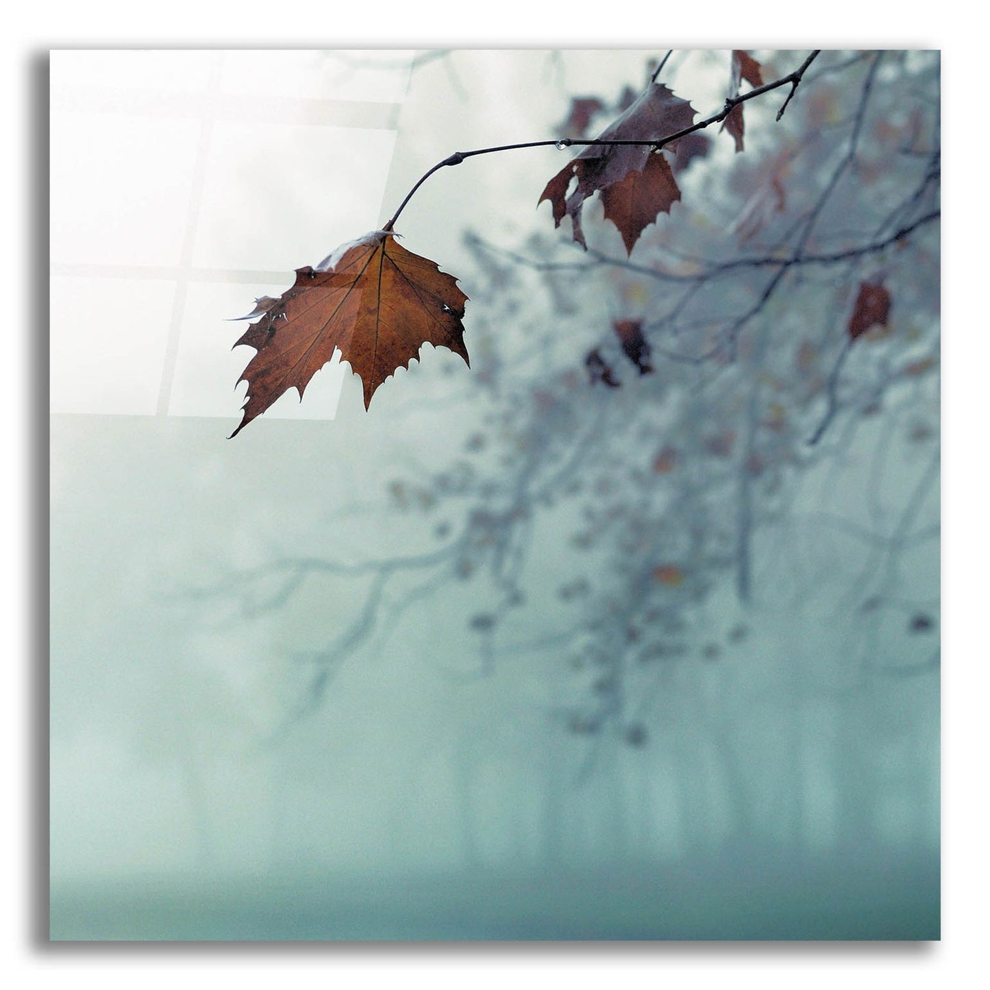 Epic Art 'November' by Nicholas Bell Photography, Acrylic Glass Wall Art,12x12