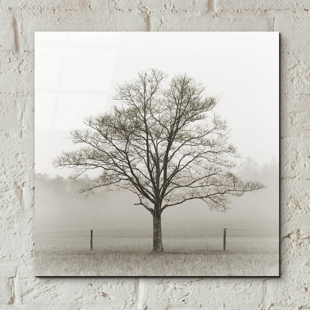 Epic Art 'Winter Tree, Cades Cove' by Nicholas Bell Photography, Acrylic Glass Wall Art,12x12