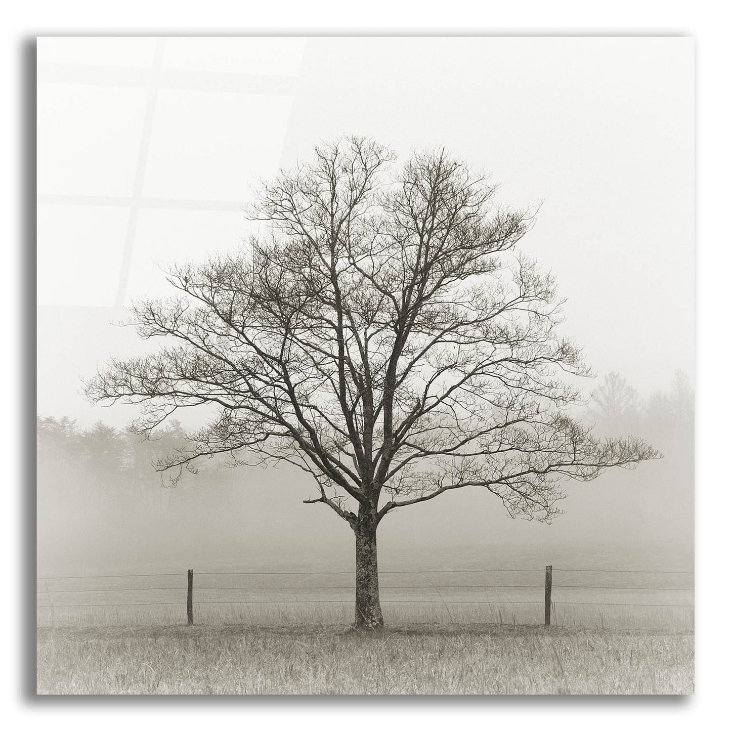 Epic Art 'Winter Tree, Cades Cove' by Nicholas Bell Photography, Acrylic Glass Wall Art,12x12