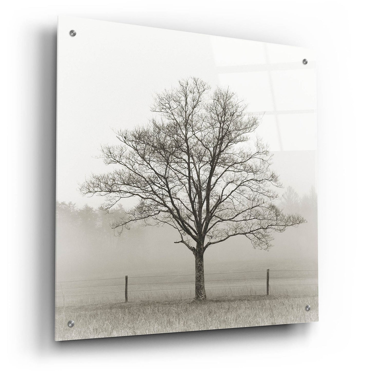 Epic Art 'Winter Tree, Cades Cove' by Nicholas Bell Photography, Acrylic Glass Wall Art,24x24