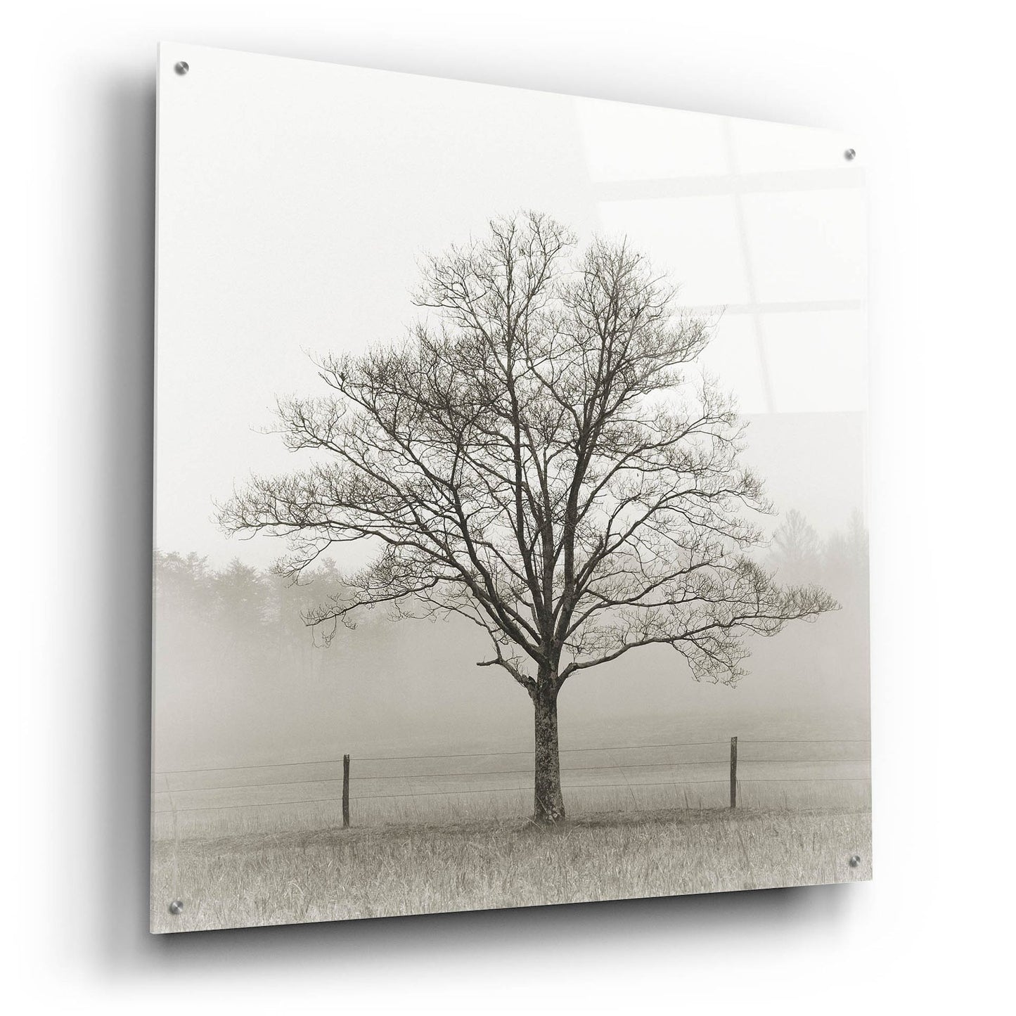 Epic Art 'Winter Tree, Cades Cove' by Nicholas Bell Photography, Acrylic Glass Wall Art,36x36