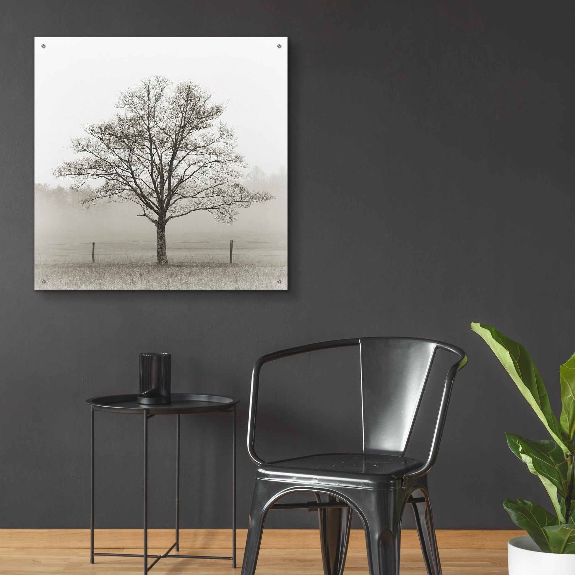 Epic Art 'Winter Tree, Cades Cove' by Nicholas Bell Photography, Acrylic Glass Wall Art,36x36