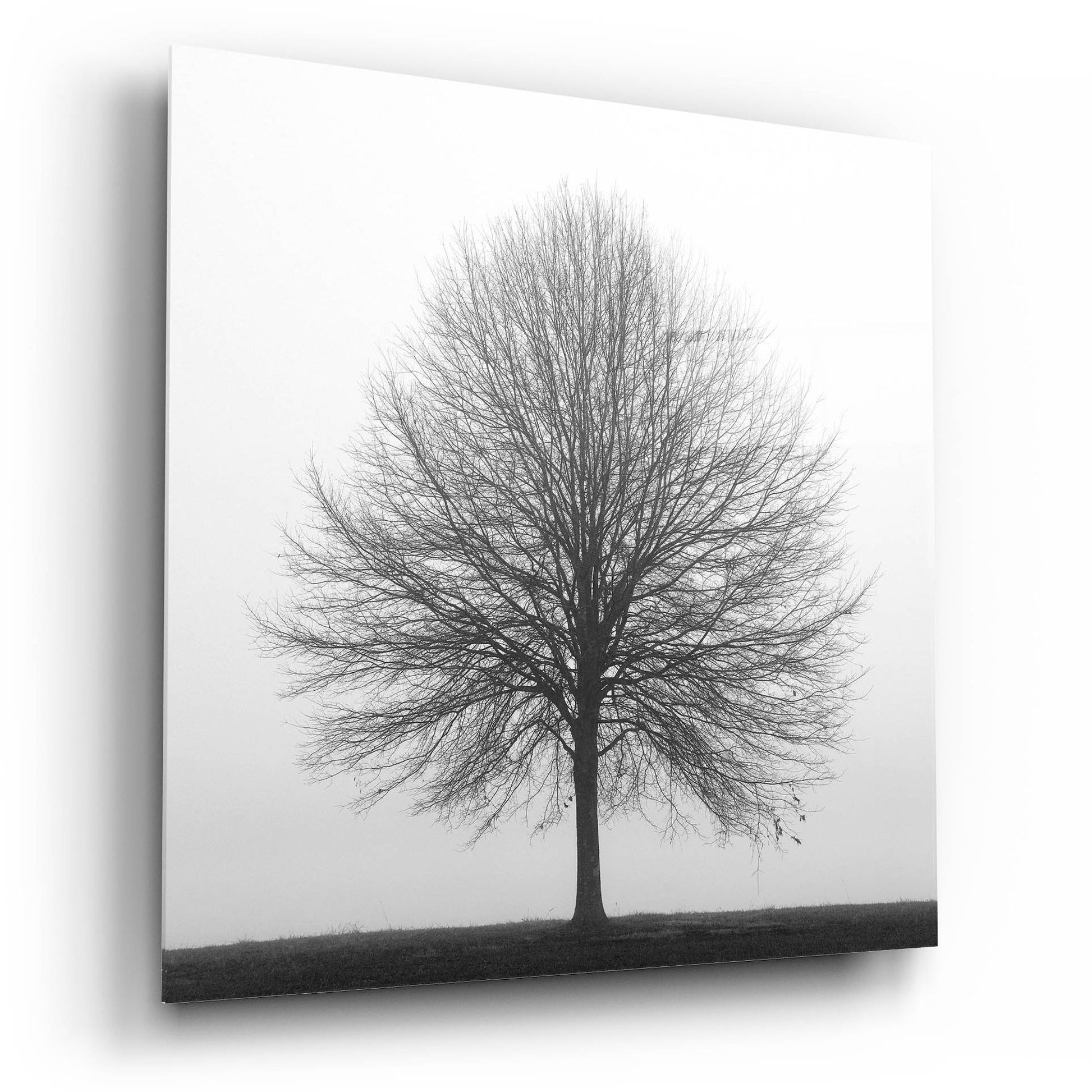 Epic Art 'Winter Trio I' by Nicholas Bell Photography, Acrylic Glass Wall Art,12x12