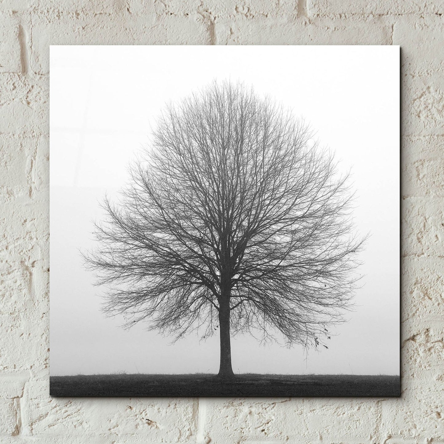 Epic Art 'Winter Trio I' by Nicholas Bell Photography, Acrylic Glass Wall Art,12x12