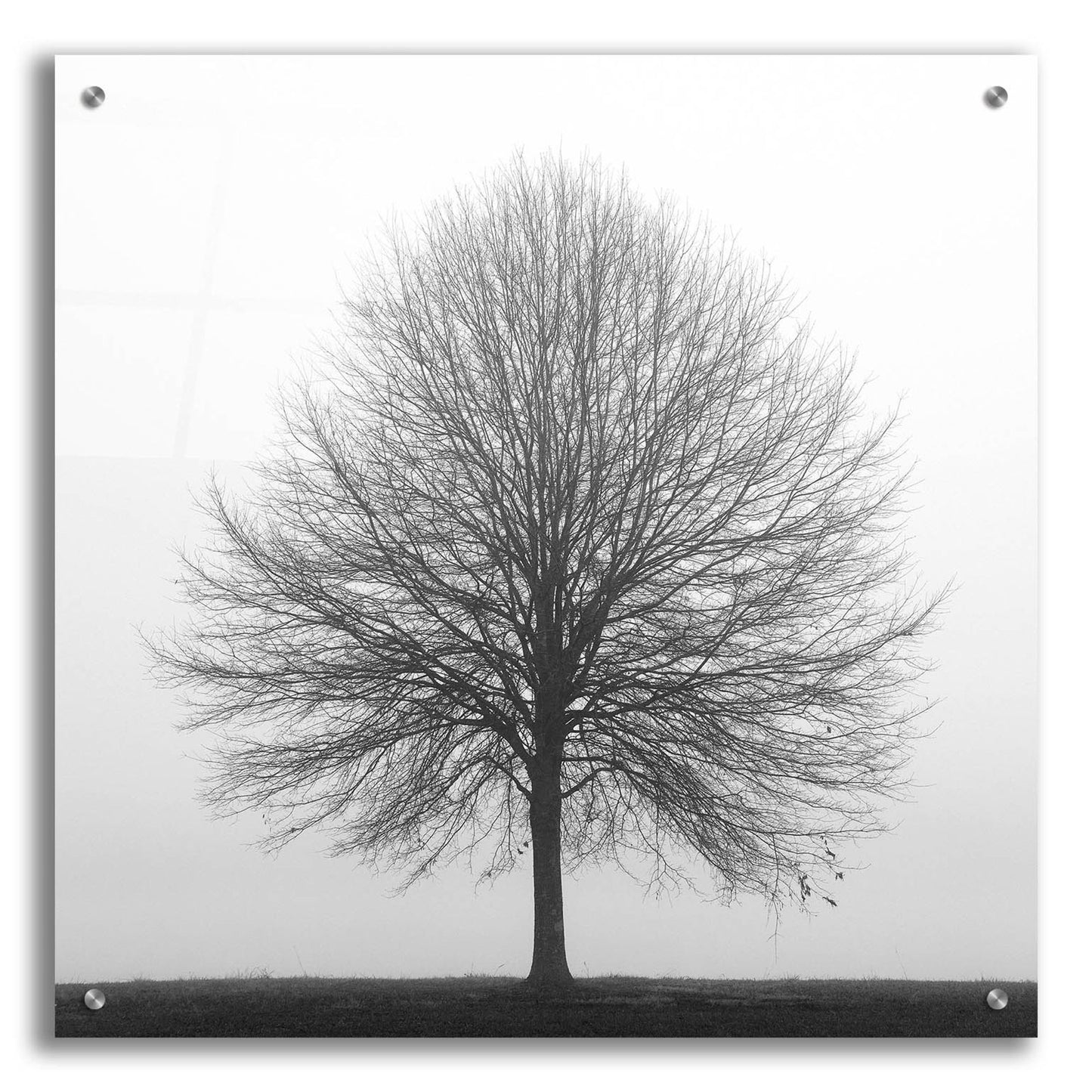 Epic Art 'Winter Trio I' by Nicholas Bell Photography, Acrylic Glass Wall Art,24x24