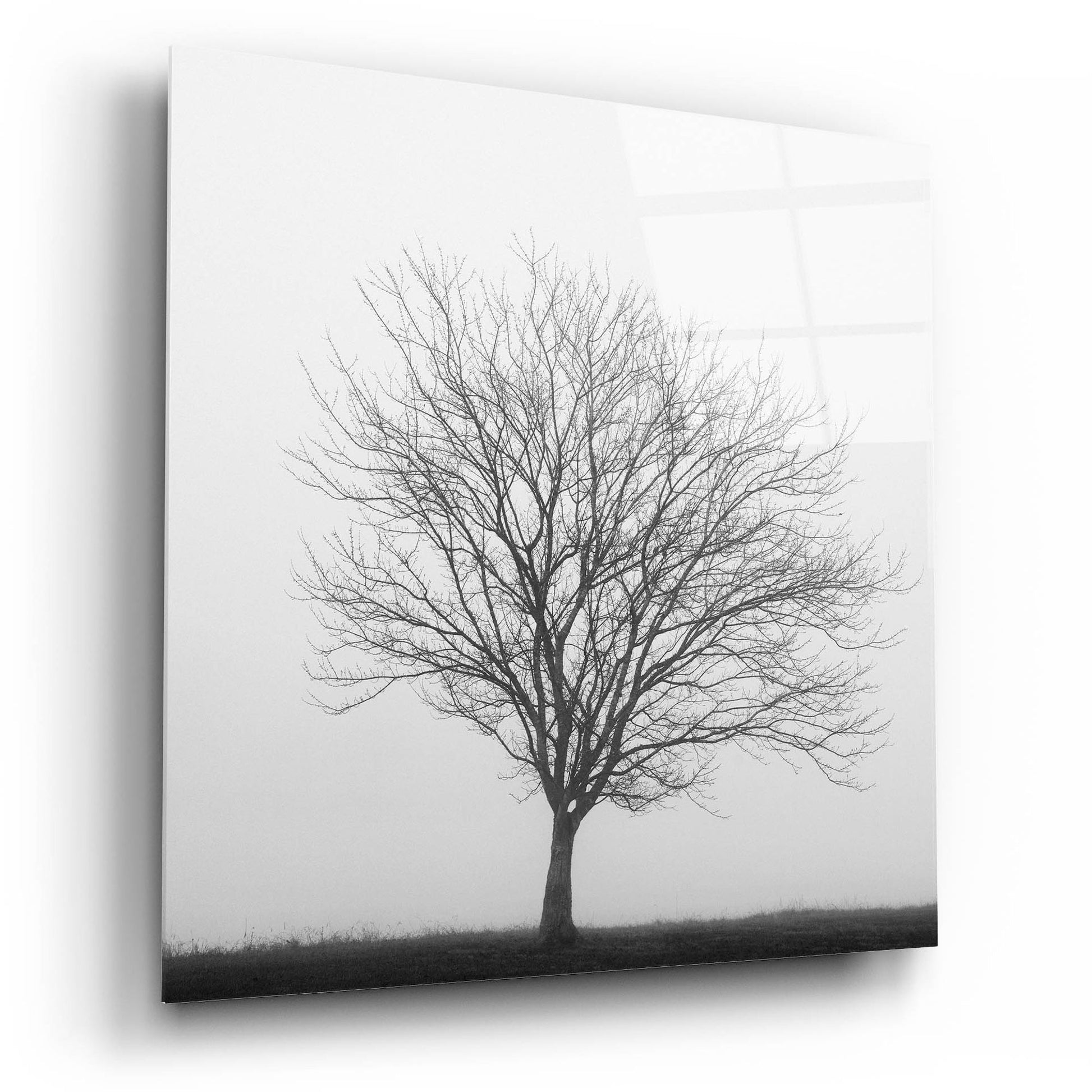 Epic Art 'Winter Trio II' by Nicholas Bell Photography, Acrylic Glass Wall Art,12x12