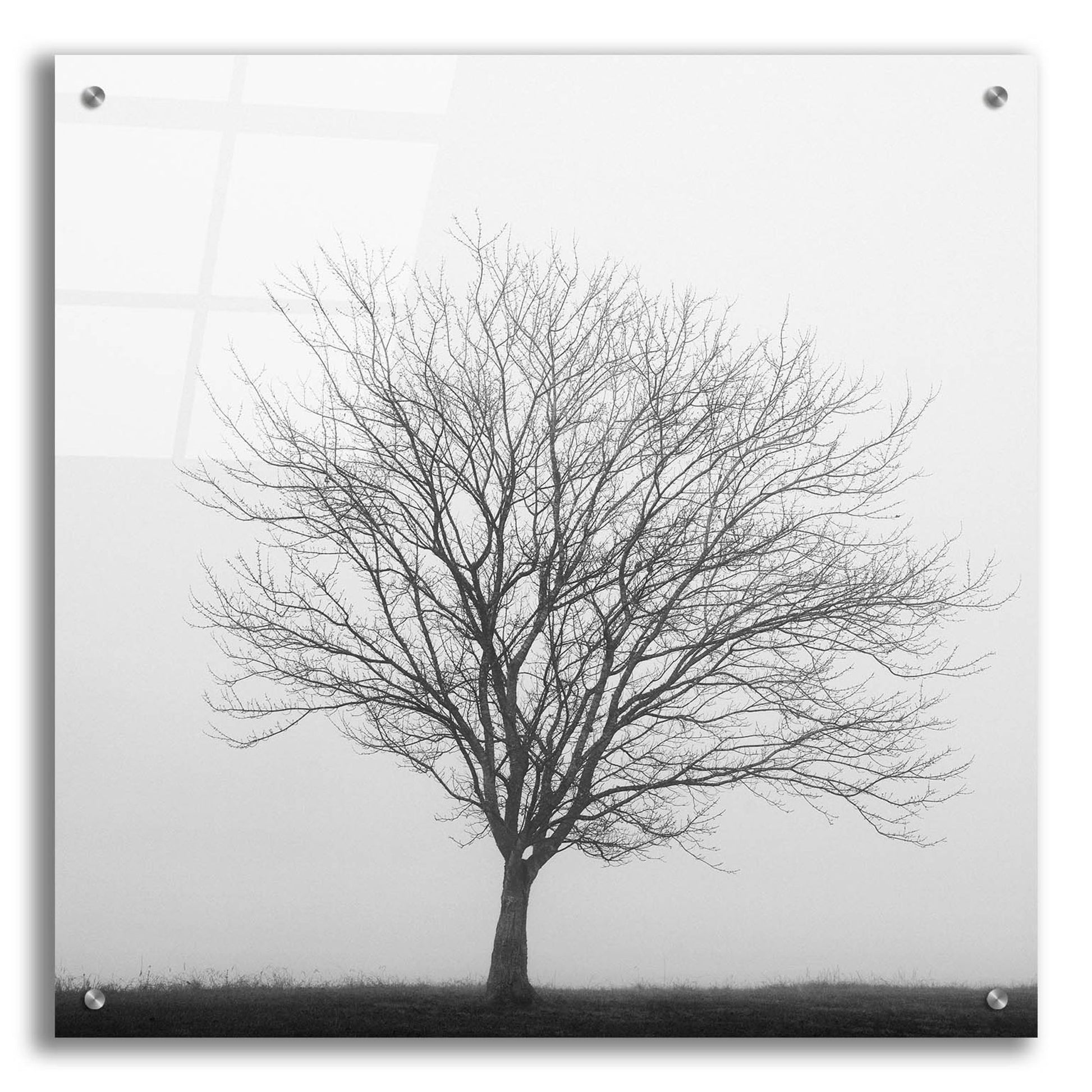 Epic Art 'Winter Trio II' by Nicholas Bell Photography, Acrylic Glass Wall Art,24x24