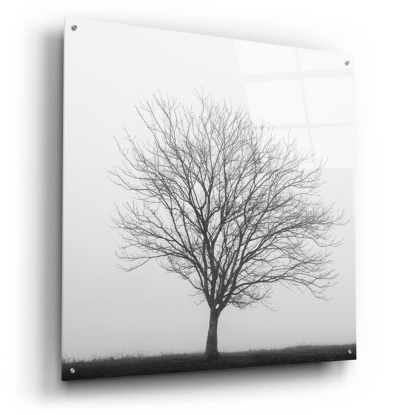 Epic Art 'Winter Trio II' by Nicholas Bell Photography, Acrylic Glass Wall Art,36x36