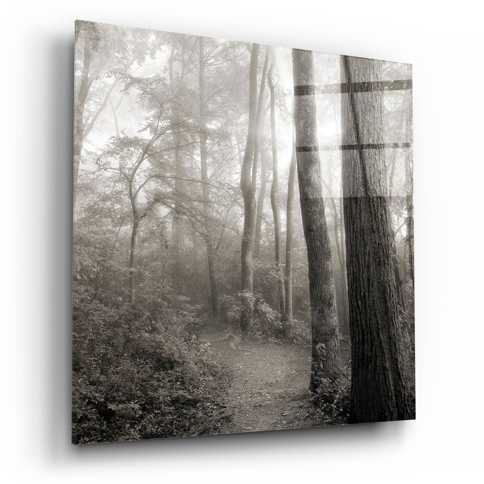 Epic Art 'Woodland Path' by Nicholas Bell Photography, Acrylic Glass Wall Art,12x12