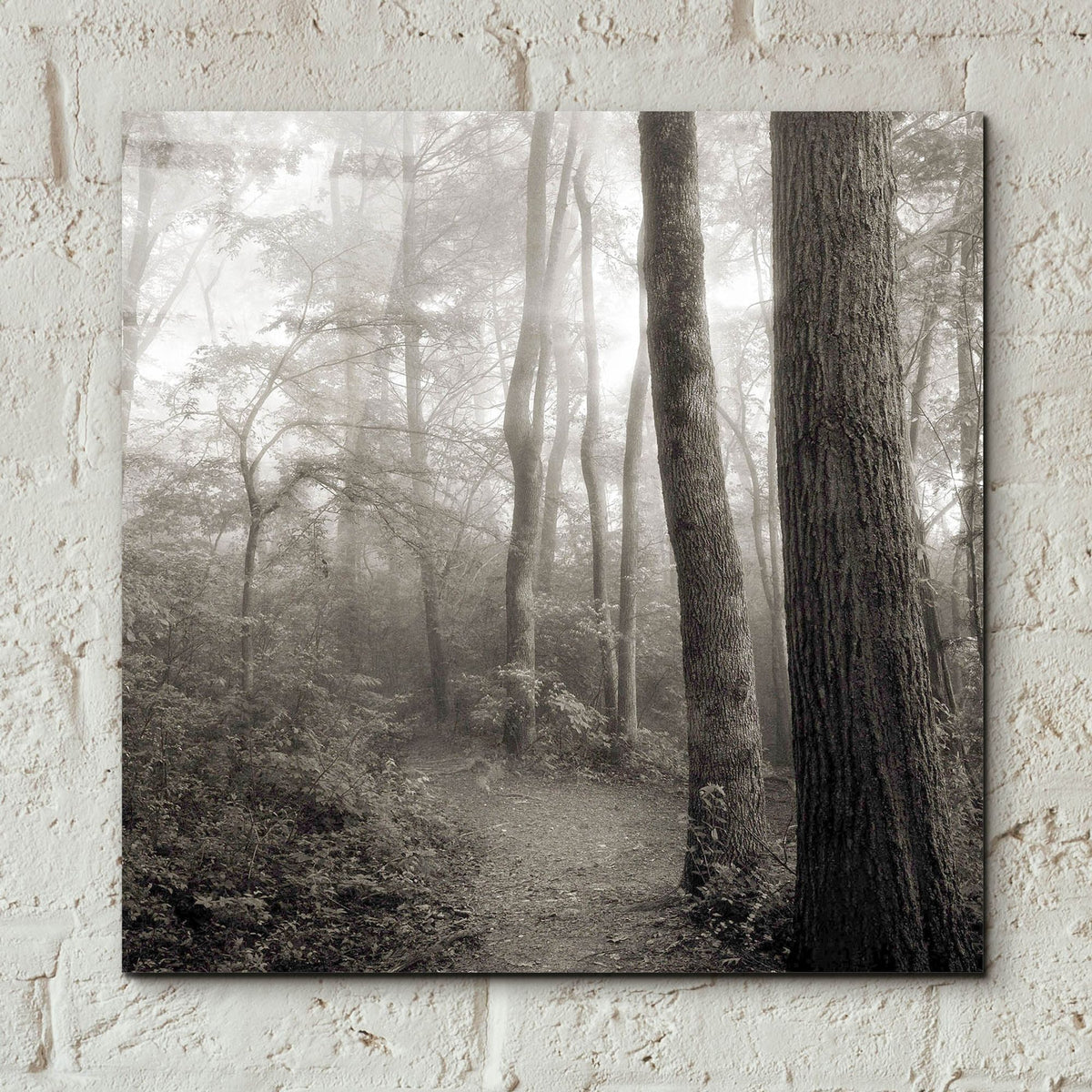 Epic Art 'Woodland Path' by Nicholas Bell Photography, Acrylic Glass Wall Art,12x12