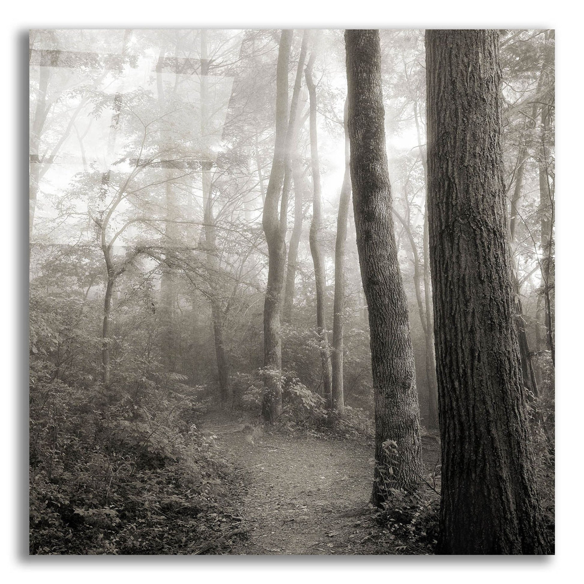 Epic Art 'Woodland Path' by Nicholas Bell Photography, Acrylic Glass Wall Art,12x12