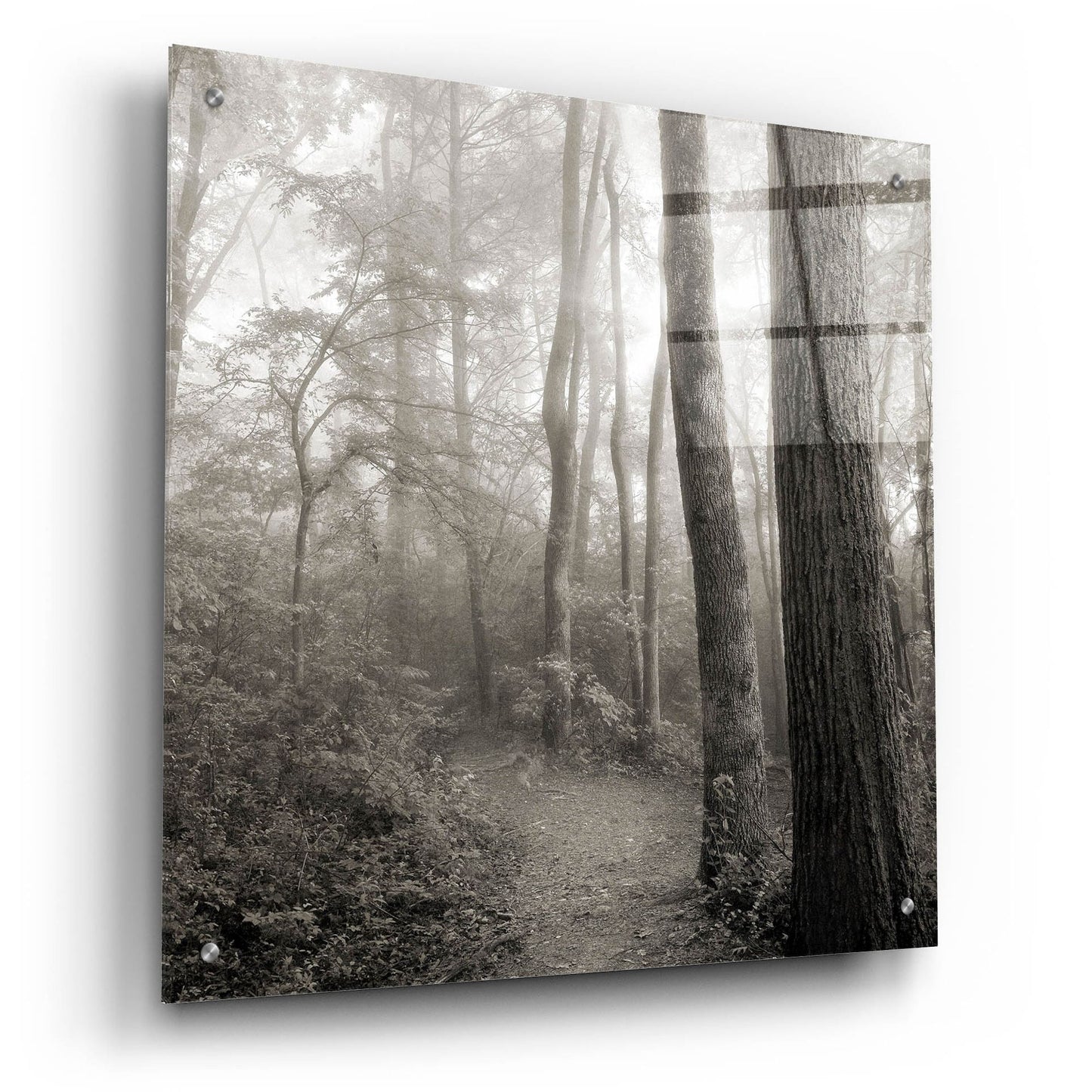 Epic Art 'Woodland Path' by Nicholas Bell Photography, Acrylic Glass Wall Art,24x24