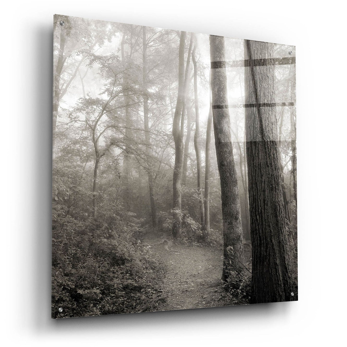 Epic Art 'Woodland Path' by Nicholas Bell Photography, Acrylic Glass Wall Art,36x36