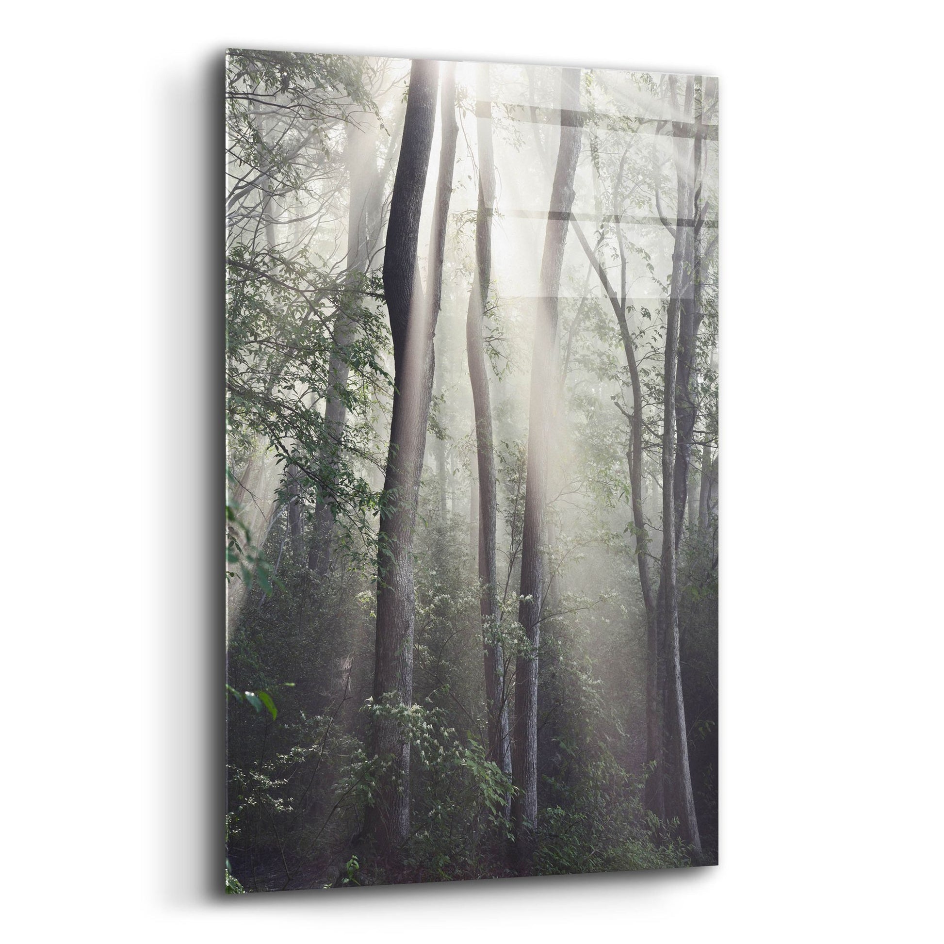 Epic Art 'Woodland Sun' by Nicholas Bell Photography, Acrylic Glass Wall Art,12x16